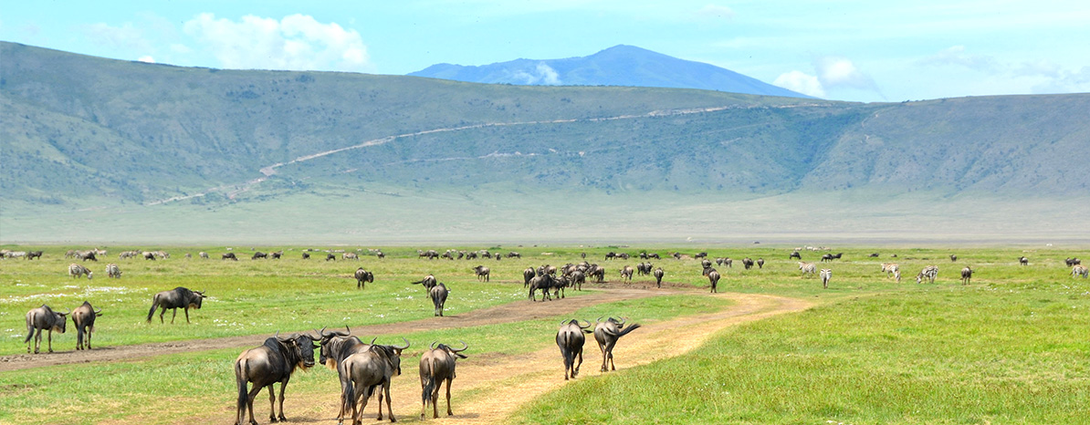 Tanzania wilderness