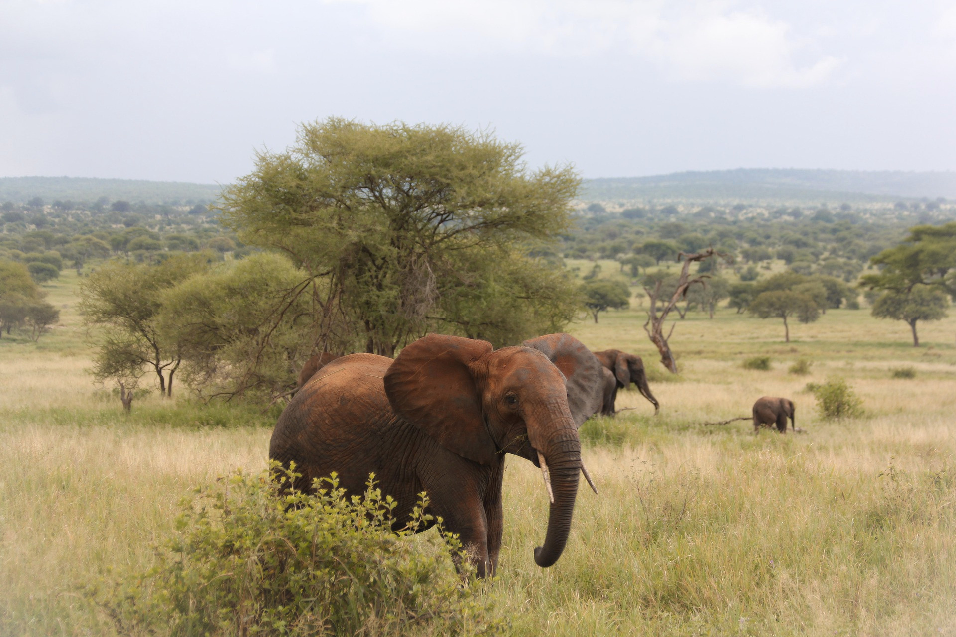 Day 1: Arrival at Kilimanjaro International Airport (KIA)—Transfer to Arusha