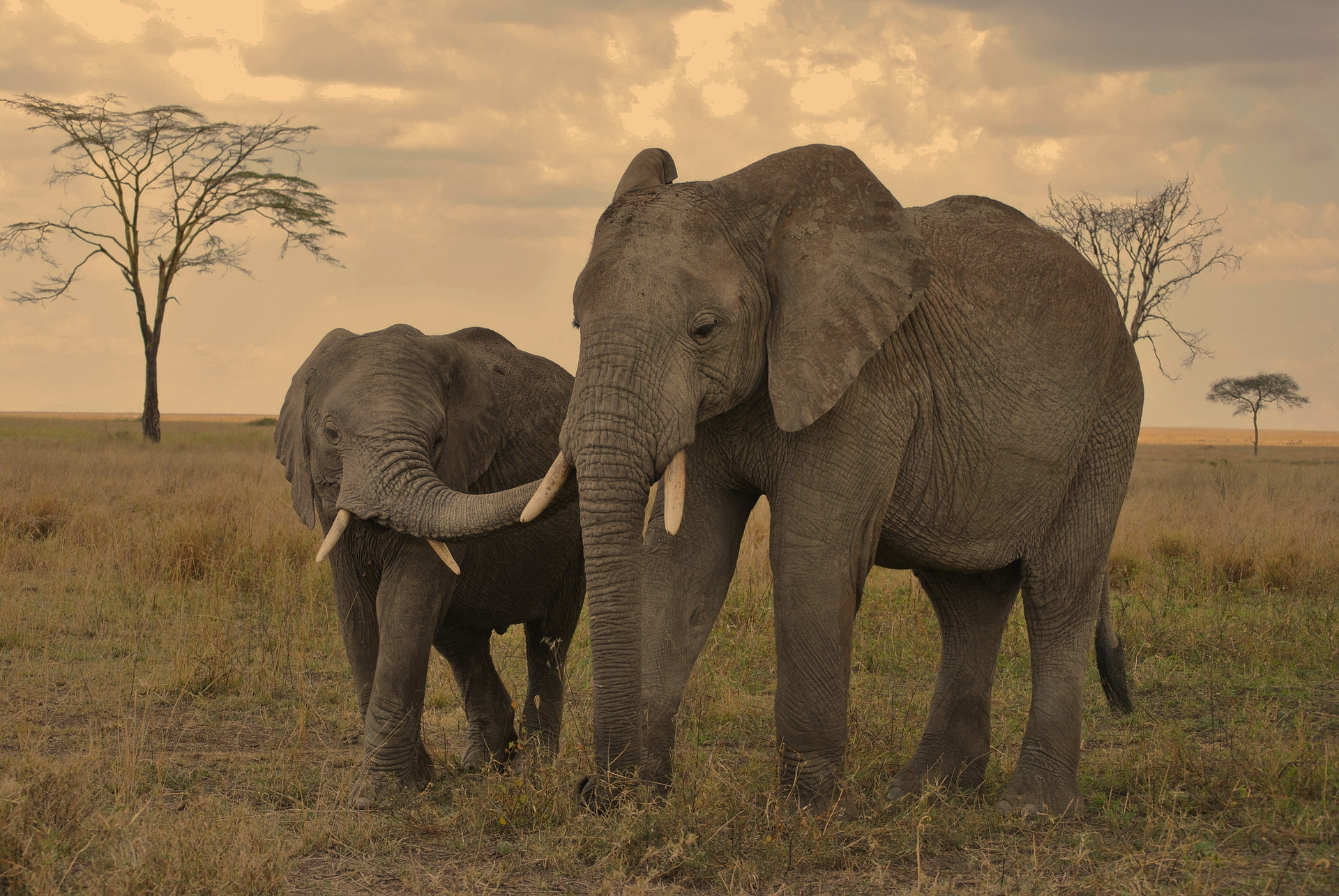 Day 4: Serengeti National Park (Ndutu Area)