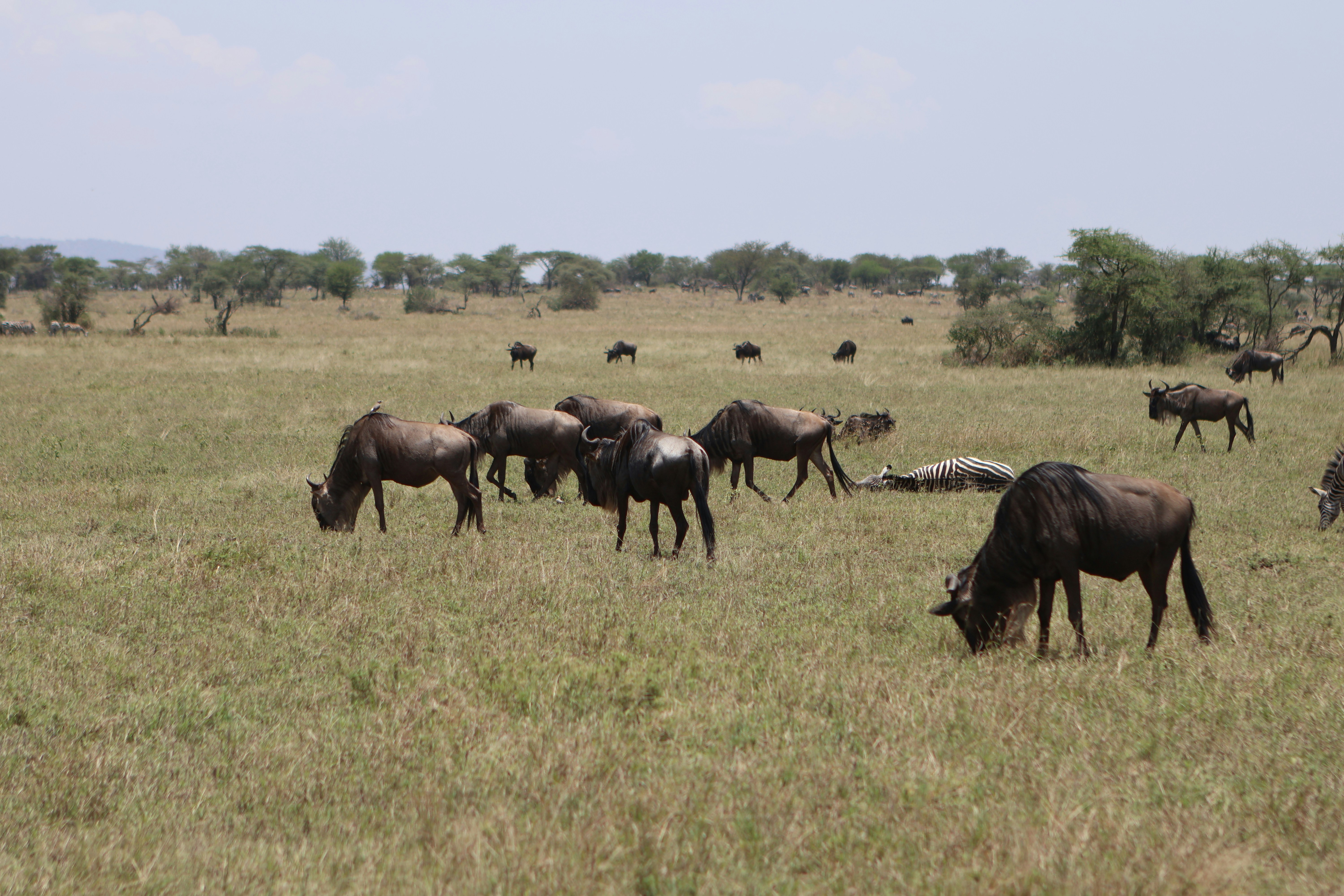 Day 5: Serengeti National Park - Full Day Calving Migration Safari