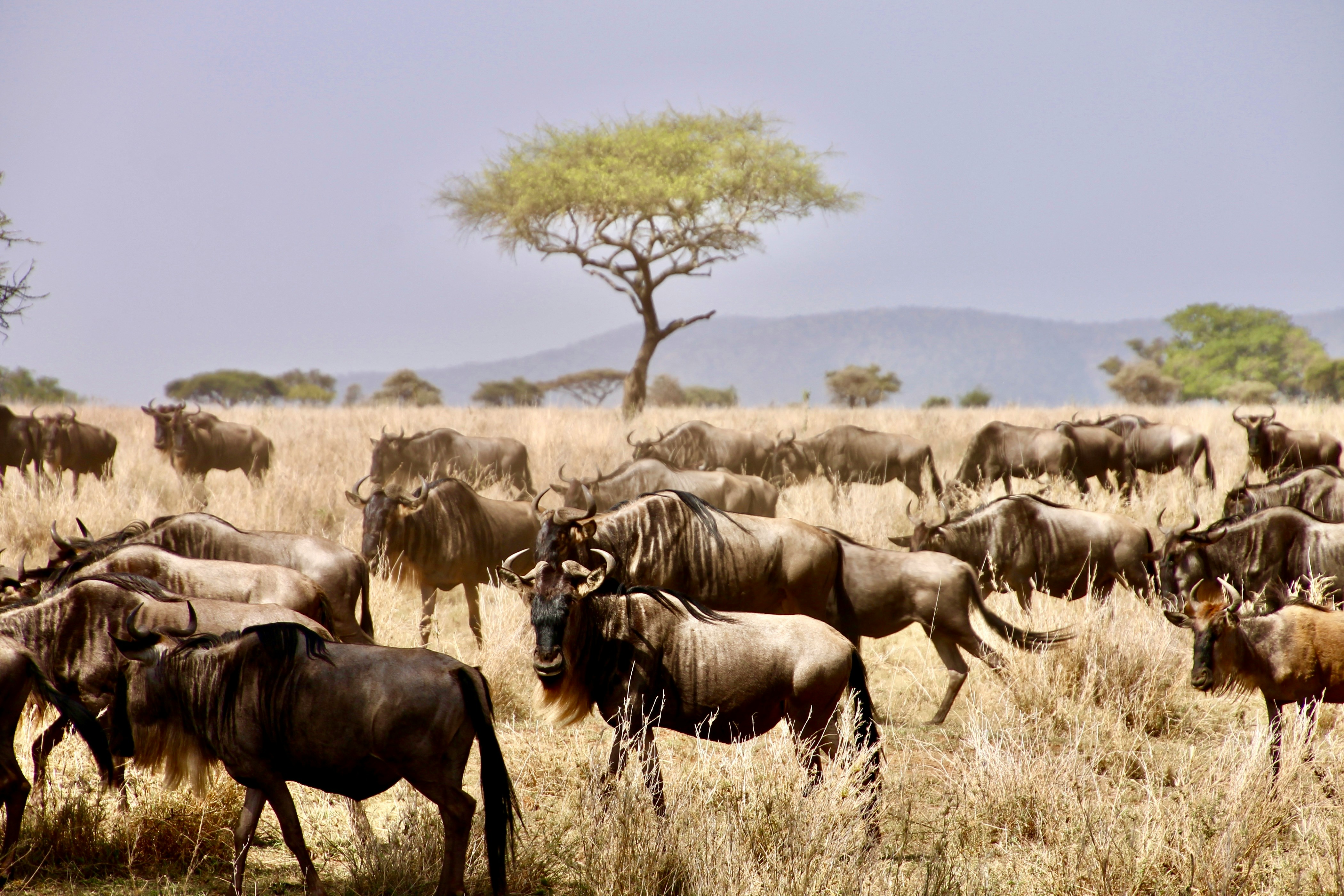 Day 6: Serengeti National Park (Seronera)