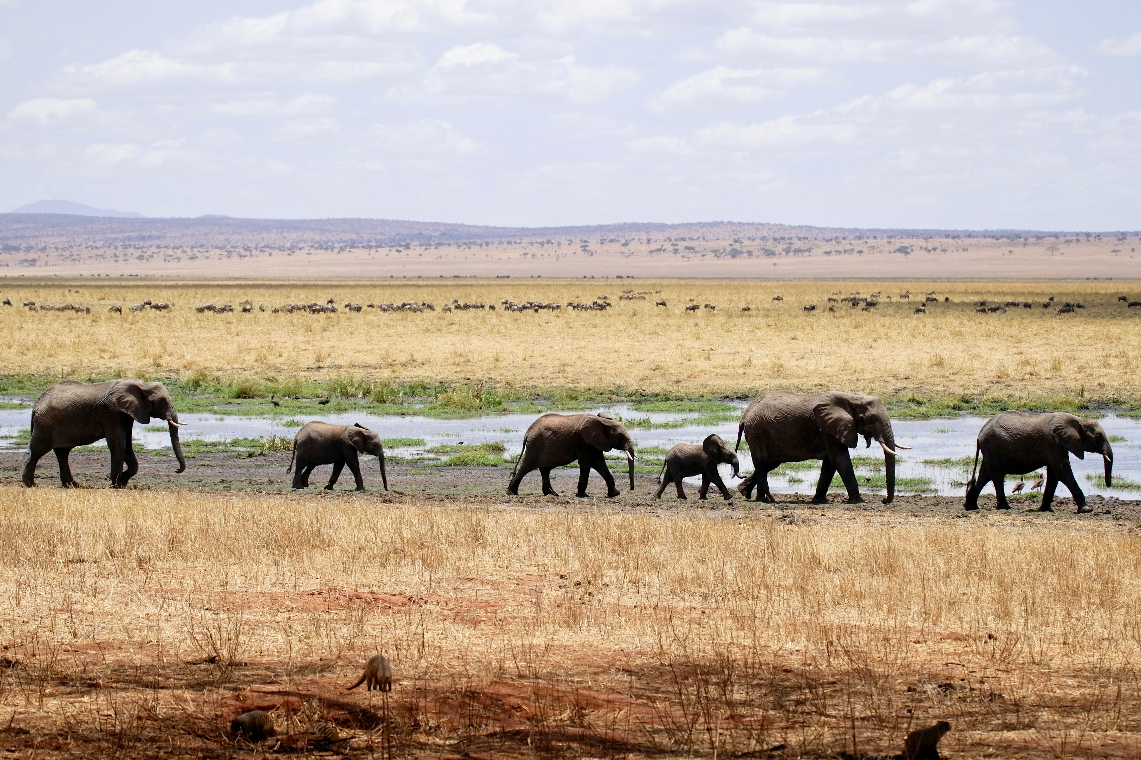 Day 3: Tarangire to Serengeti National Park