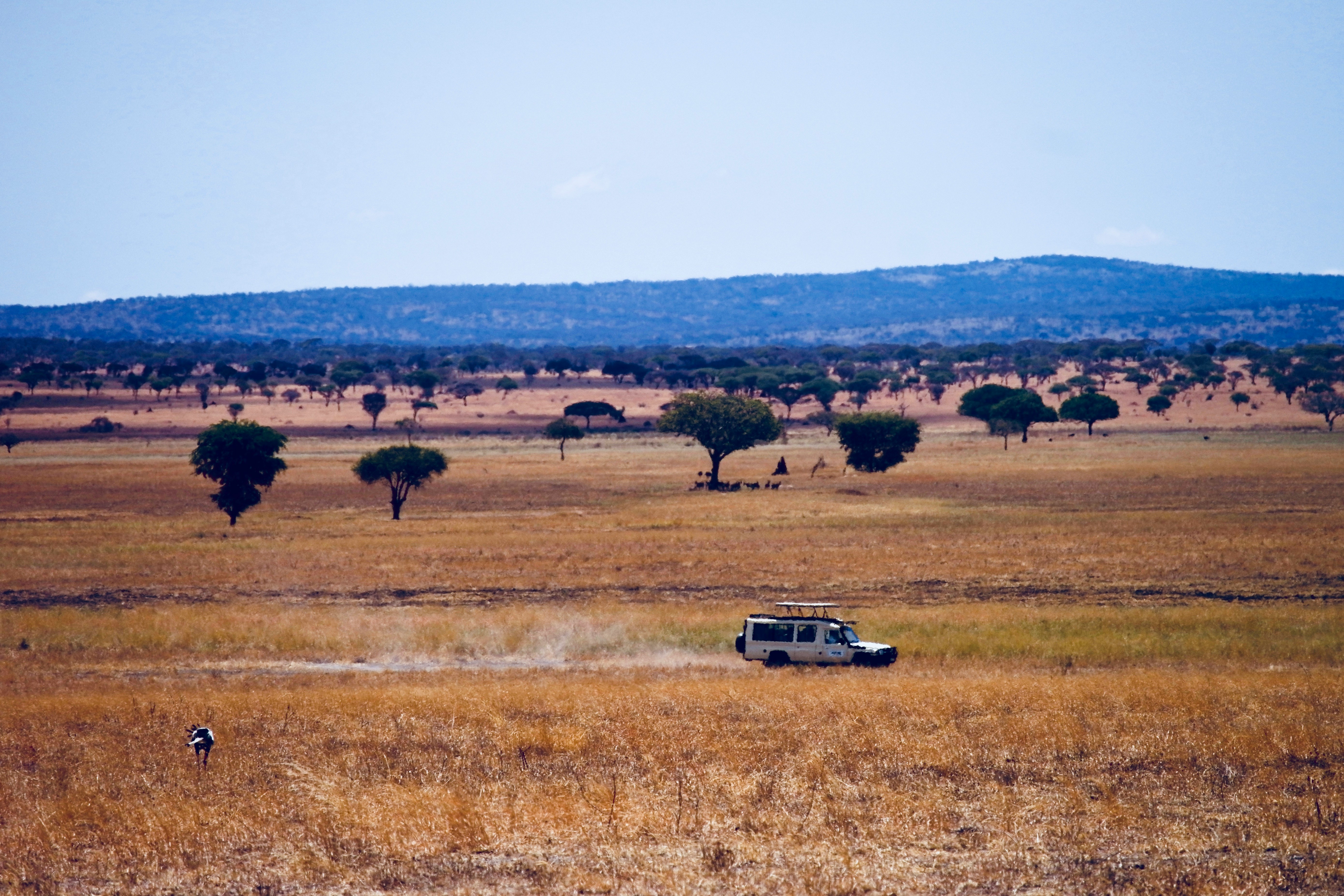 Day 4: Exploring Serengeti National Park