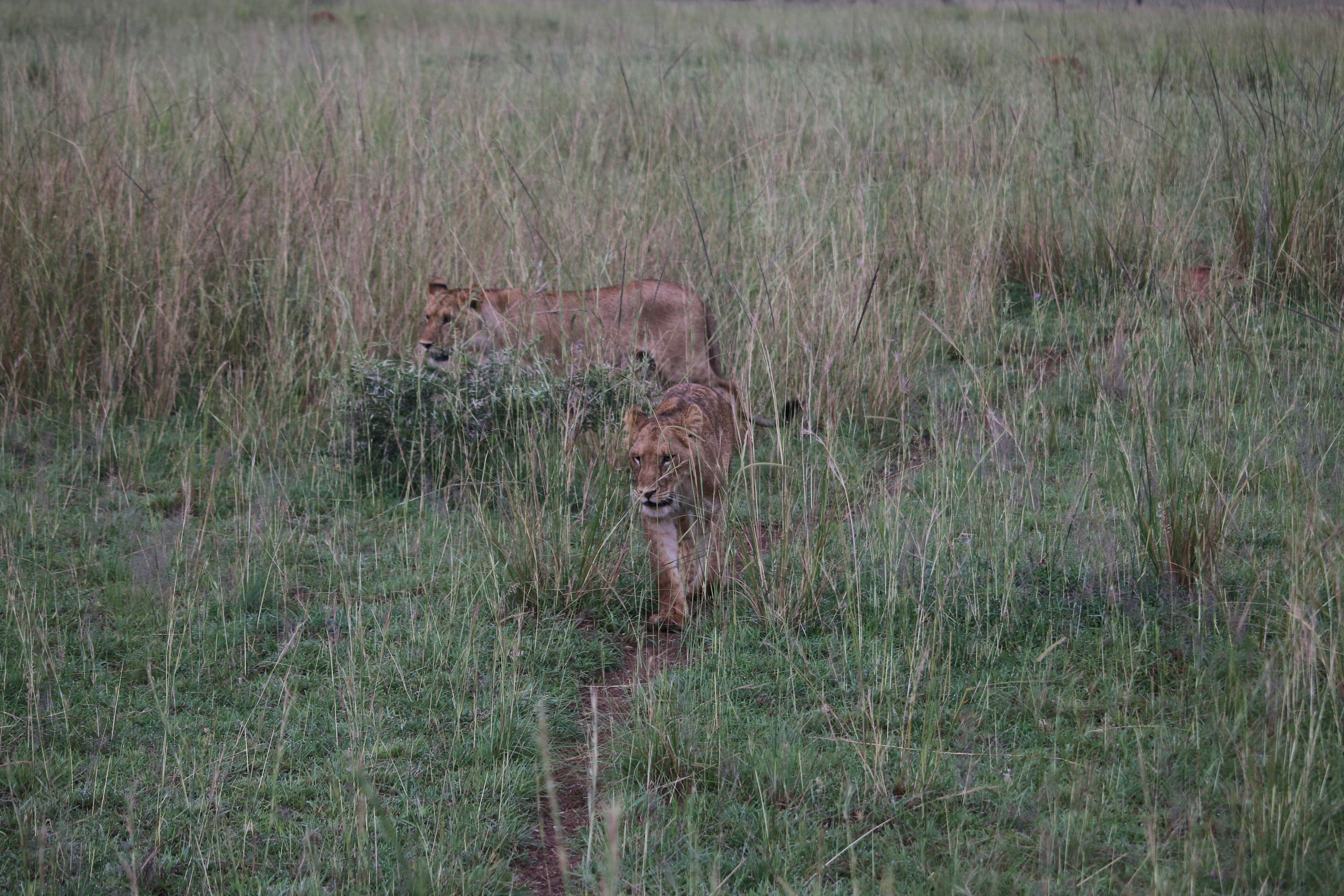 Day 2: Morning Game Drive and Afternoon Nile River Boat Cruise