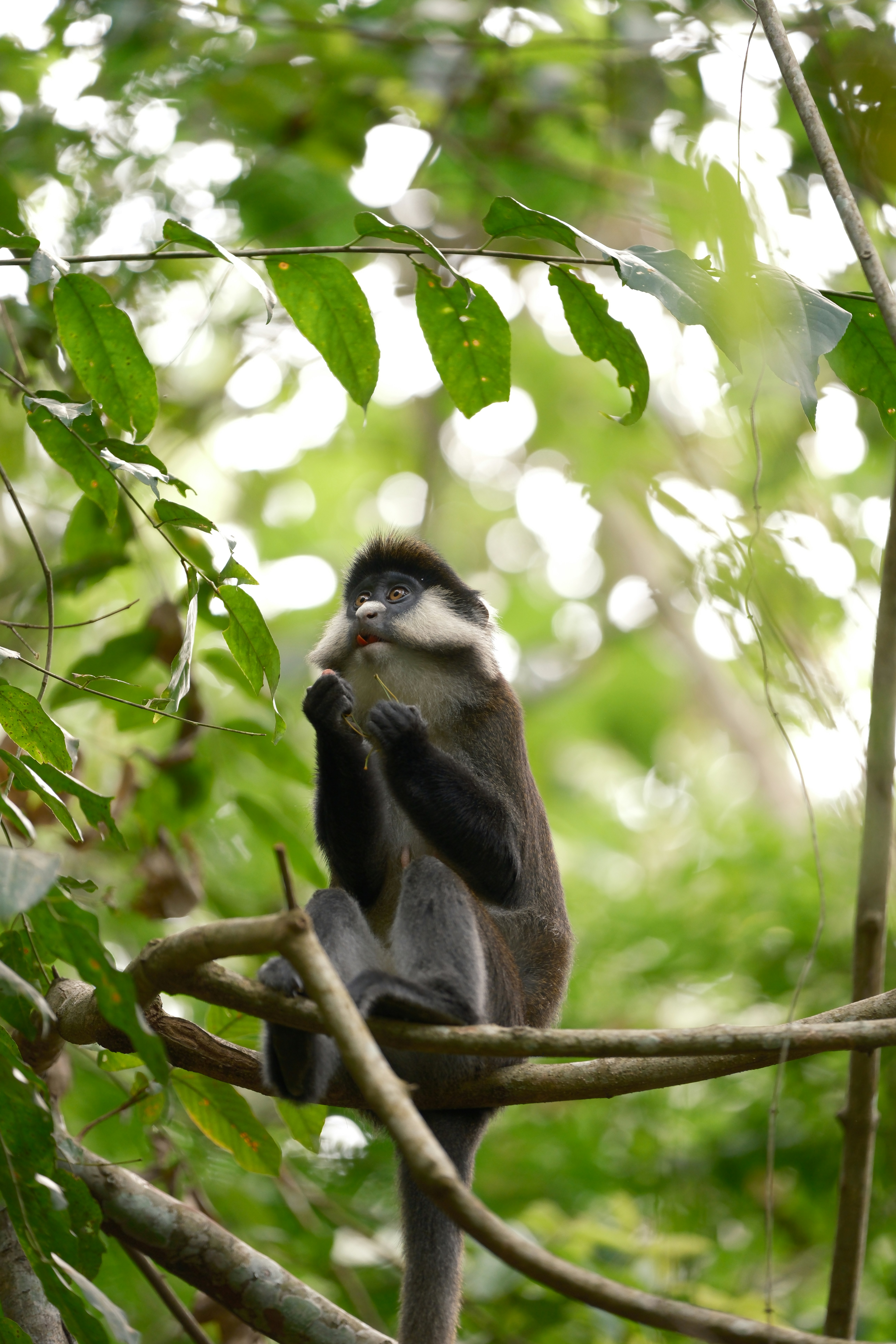 Day 3: Transfer to Kibale Forest National Park