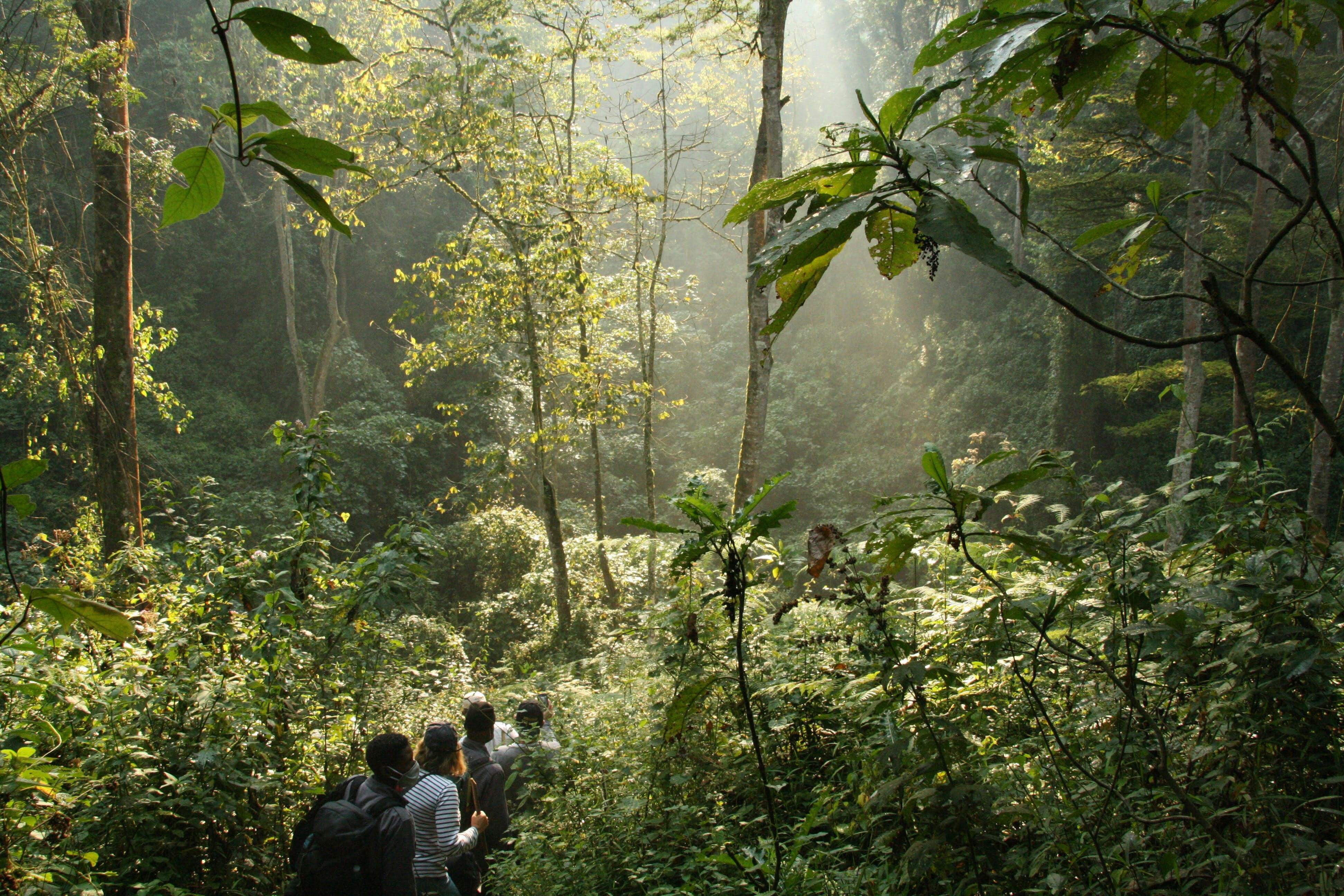 Day 6: Gorilla trekking and visiting Batwa Community