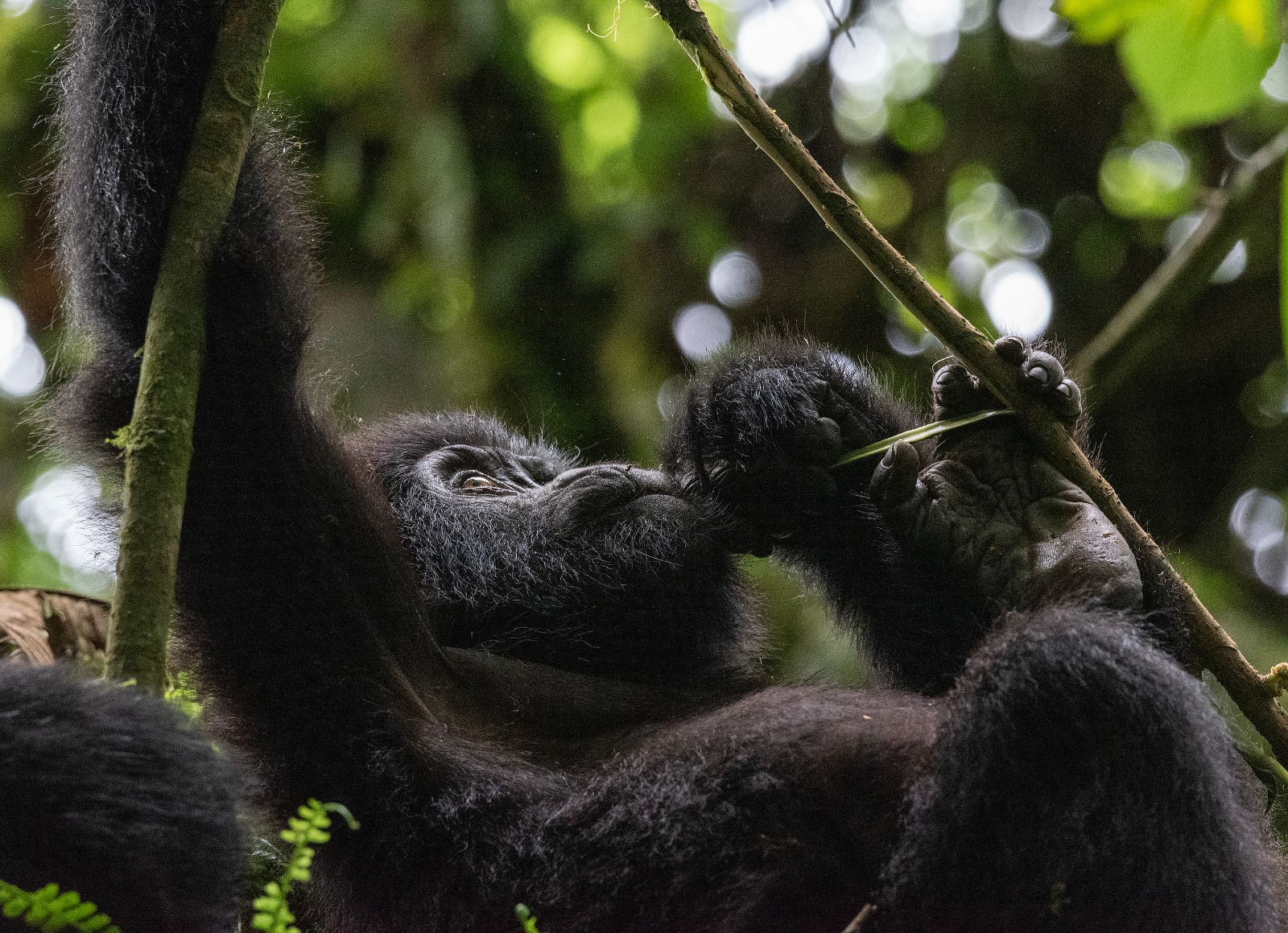 Day 2: Gorilla trekking in the Volcanoes