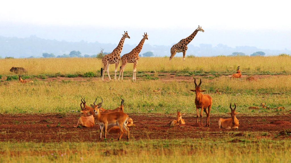 Day 6: Full-Day Game Drive and Afternoon Boat Cruise Along the Nile River