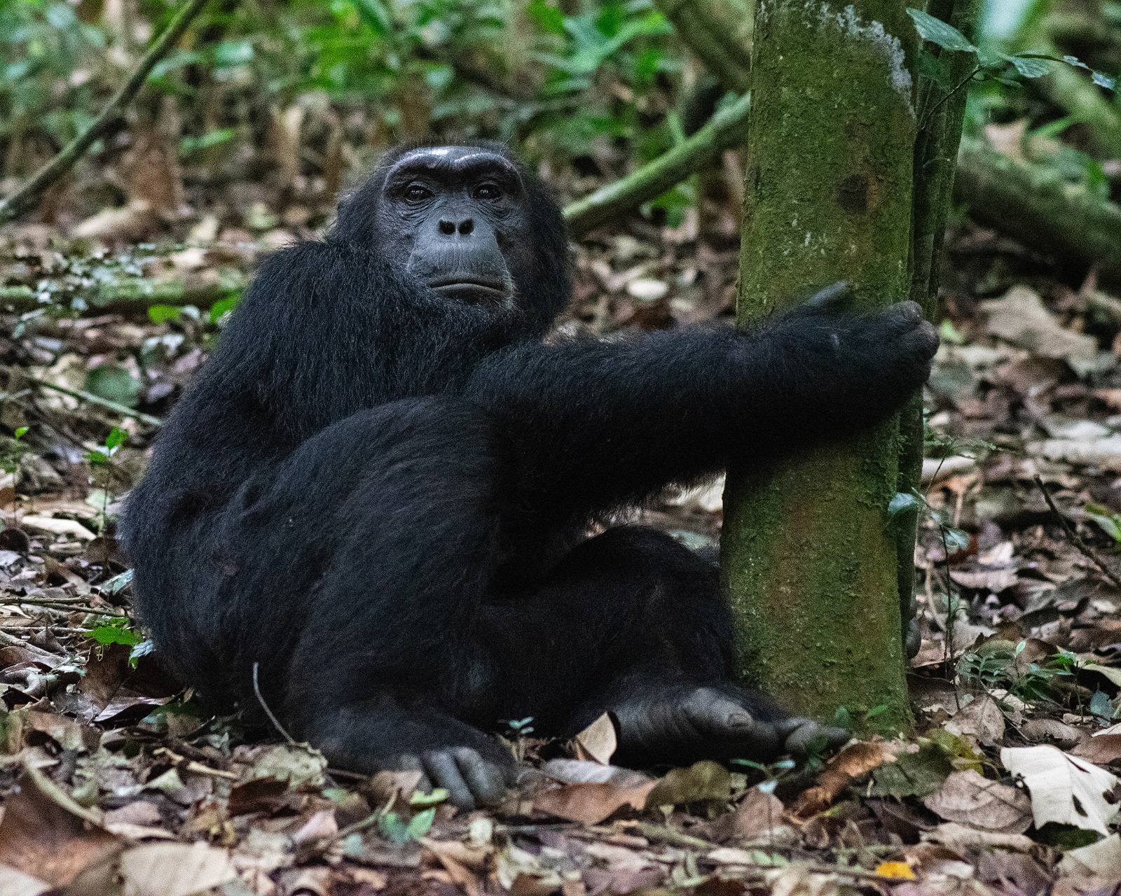 Day 8: Chimpanzee Trekking and Evening Visit to Bigodi Wetlands