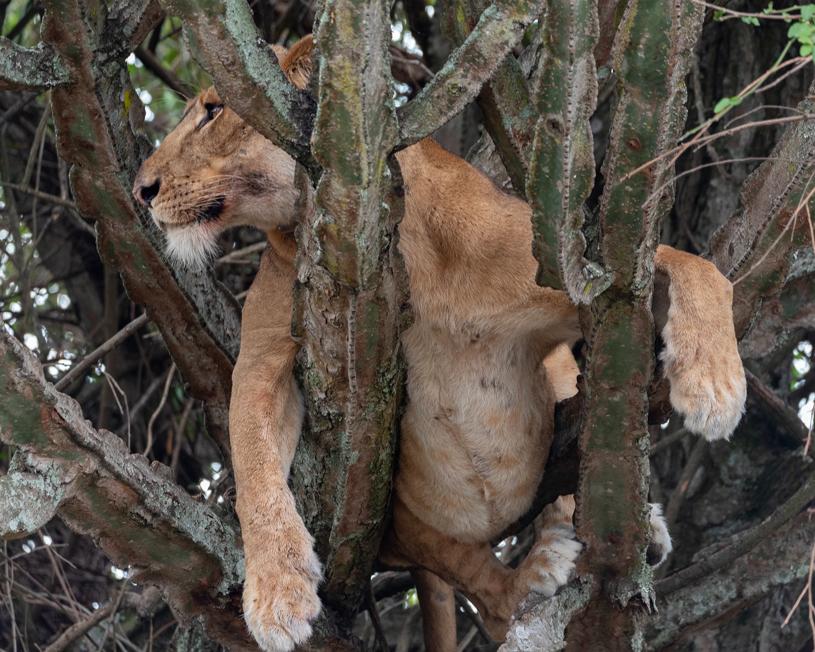 Day 10: Morning game drive and Kazinga boat cruise