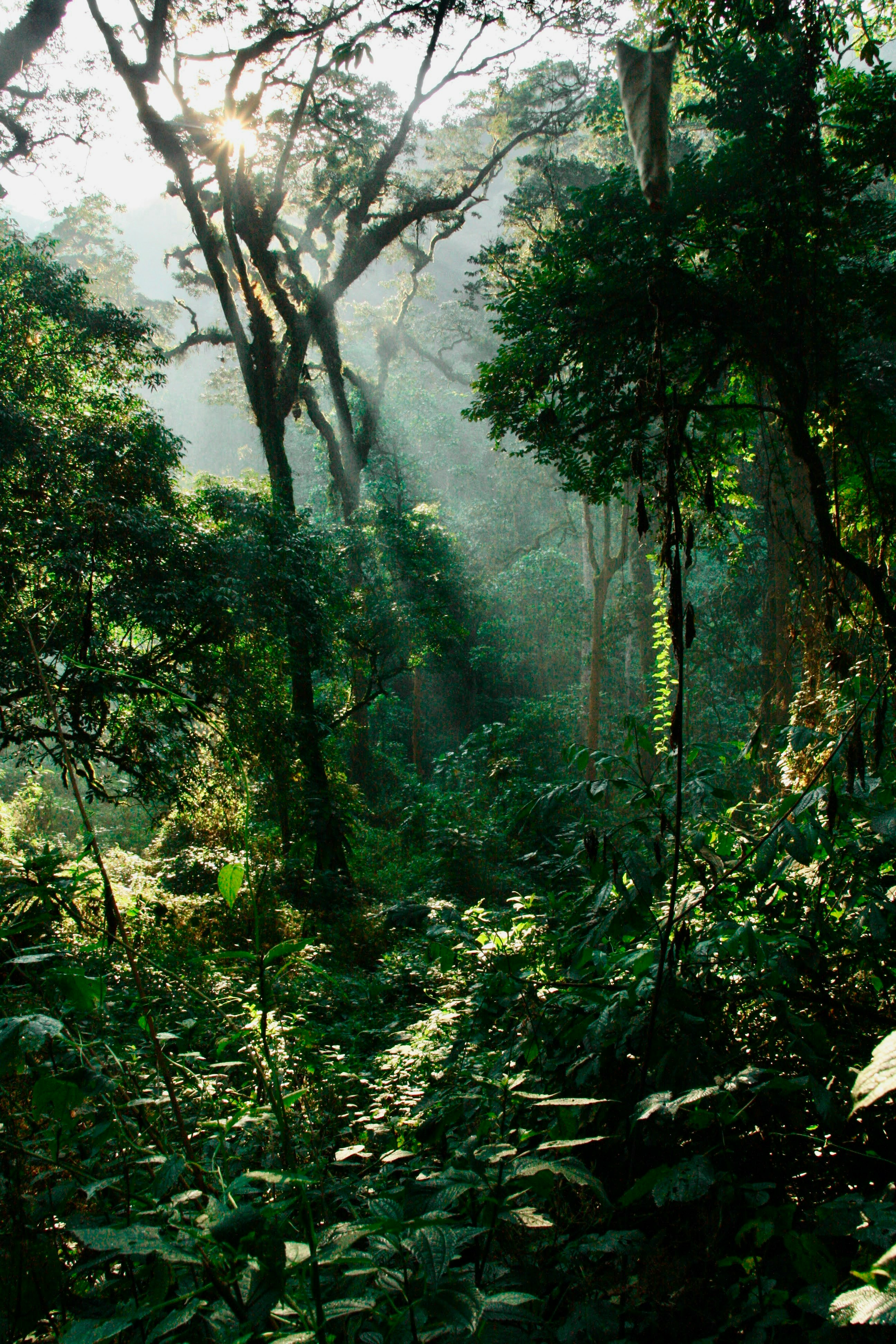 Day 11: Transfer to Bwindi Impenetrable National Park