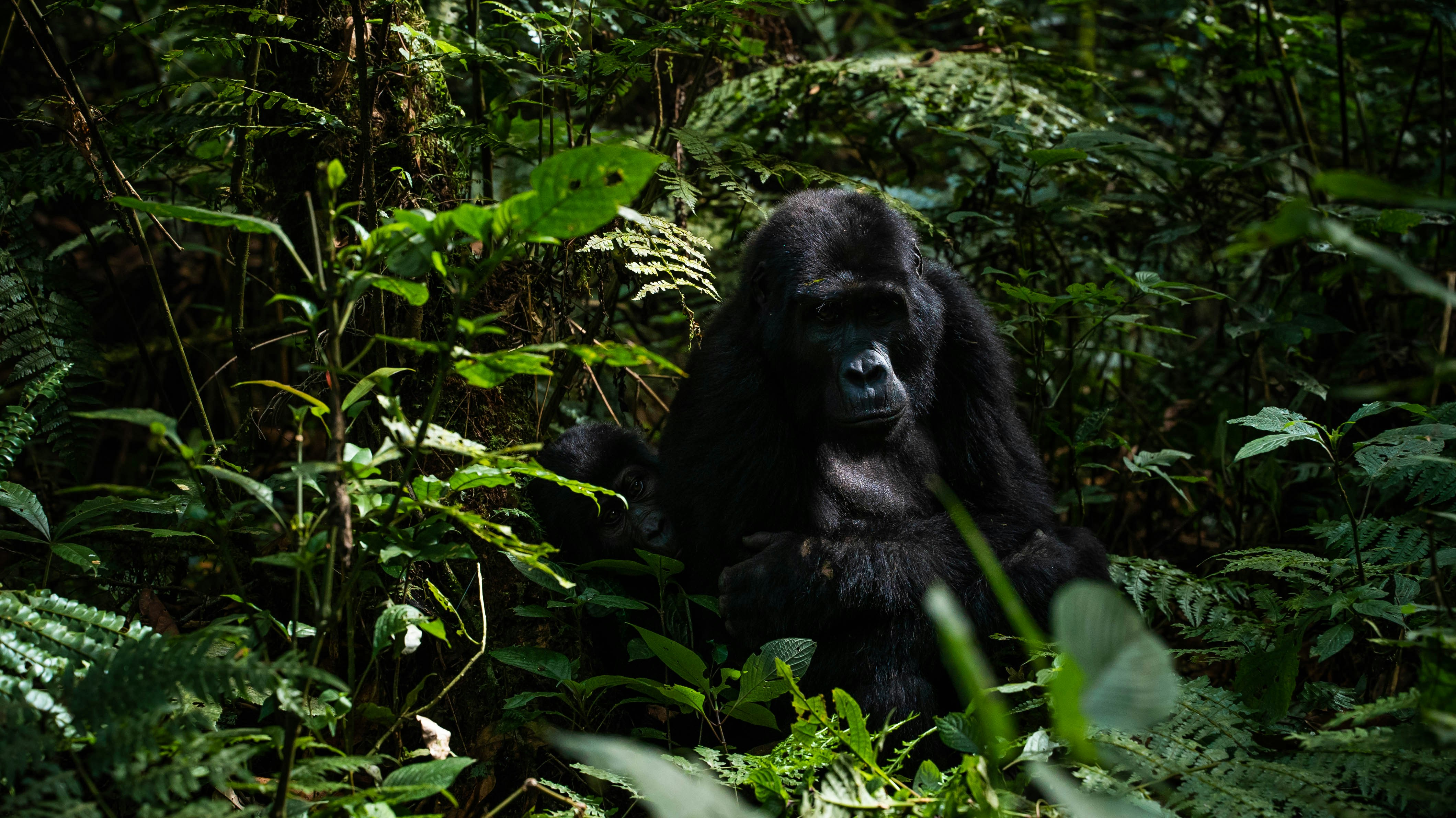 Day 3: Gorilla trekking in Bwindi Impenetrable Forest