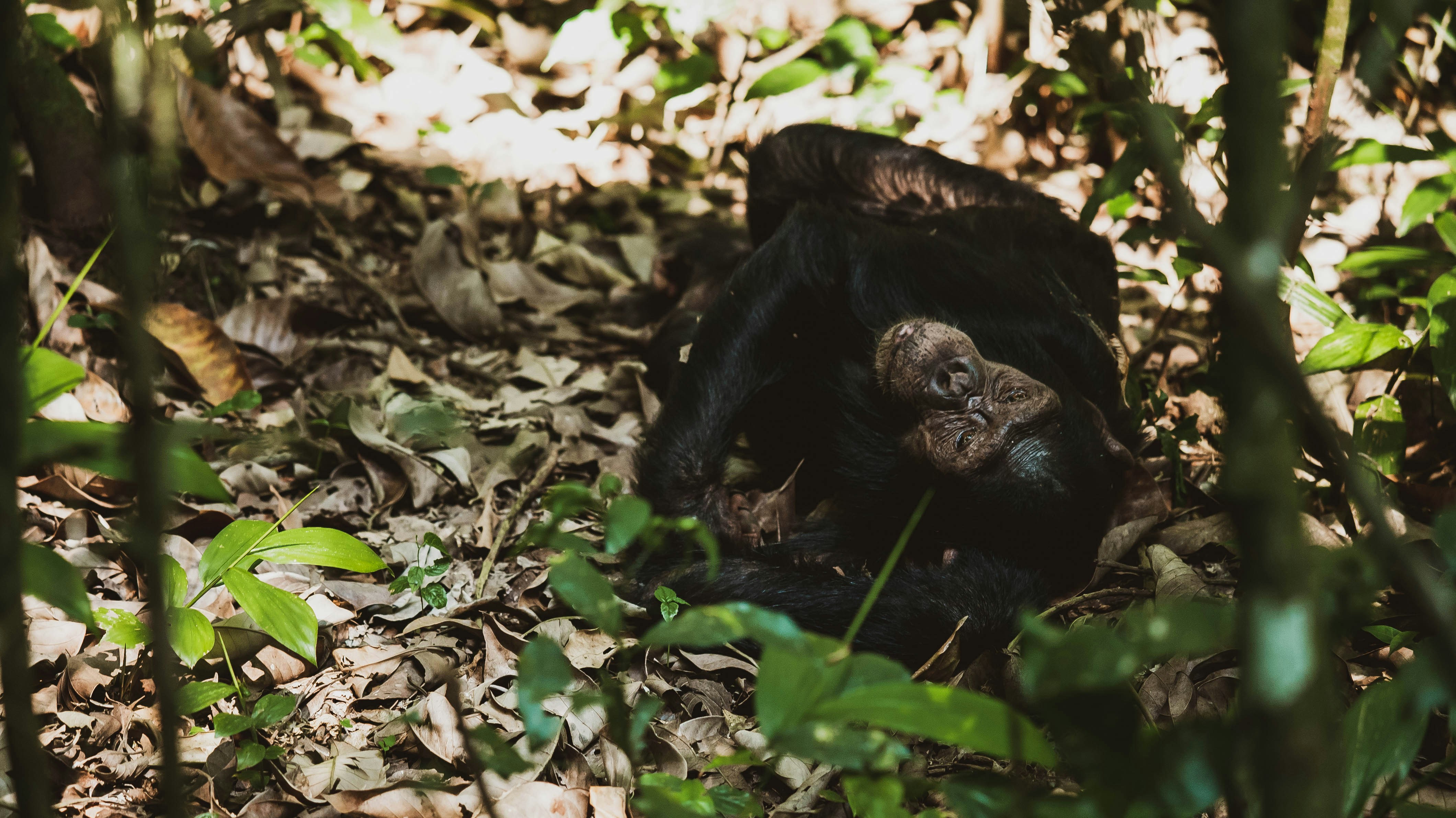 Day 6: Chimpanzee trekking, crater lakes and Bigodi Wetland walk