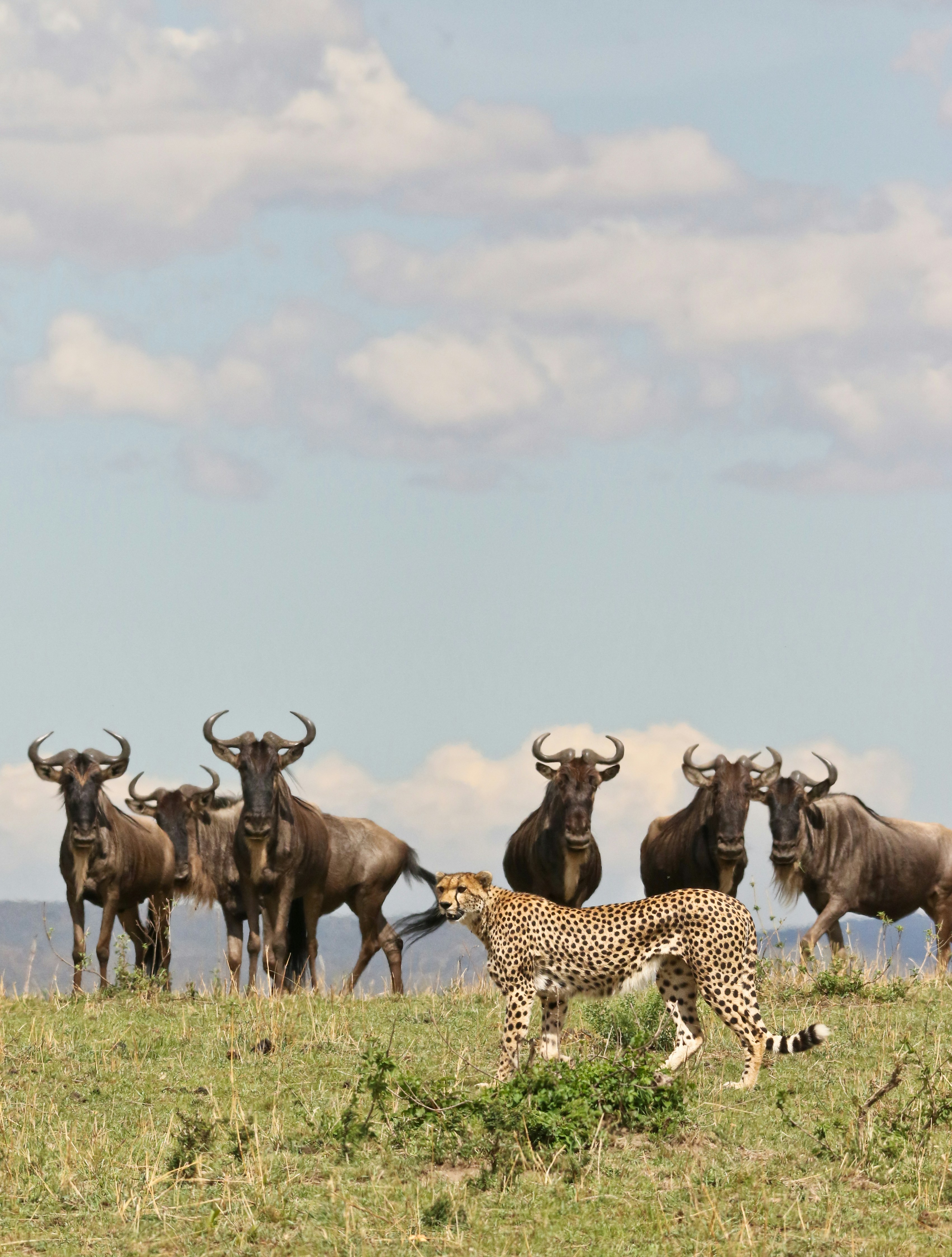 Day 2: Tarangire – Central Serengeti National Park