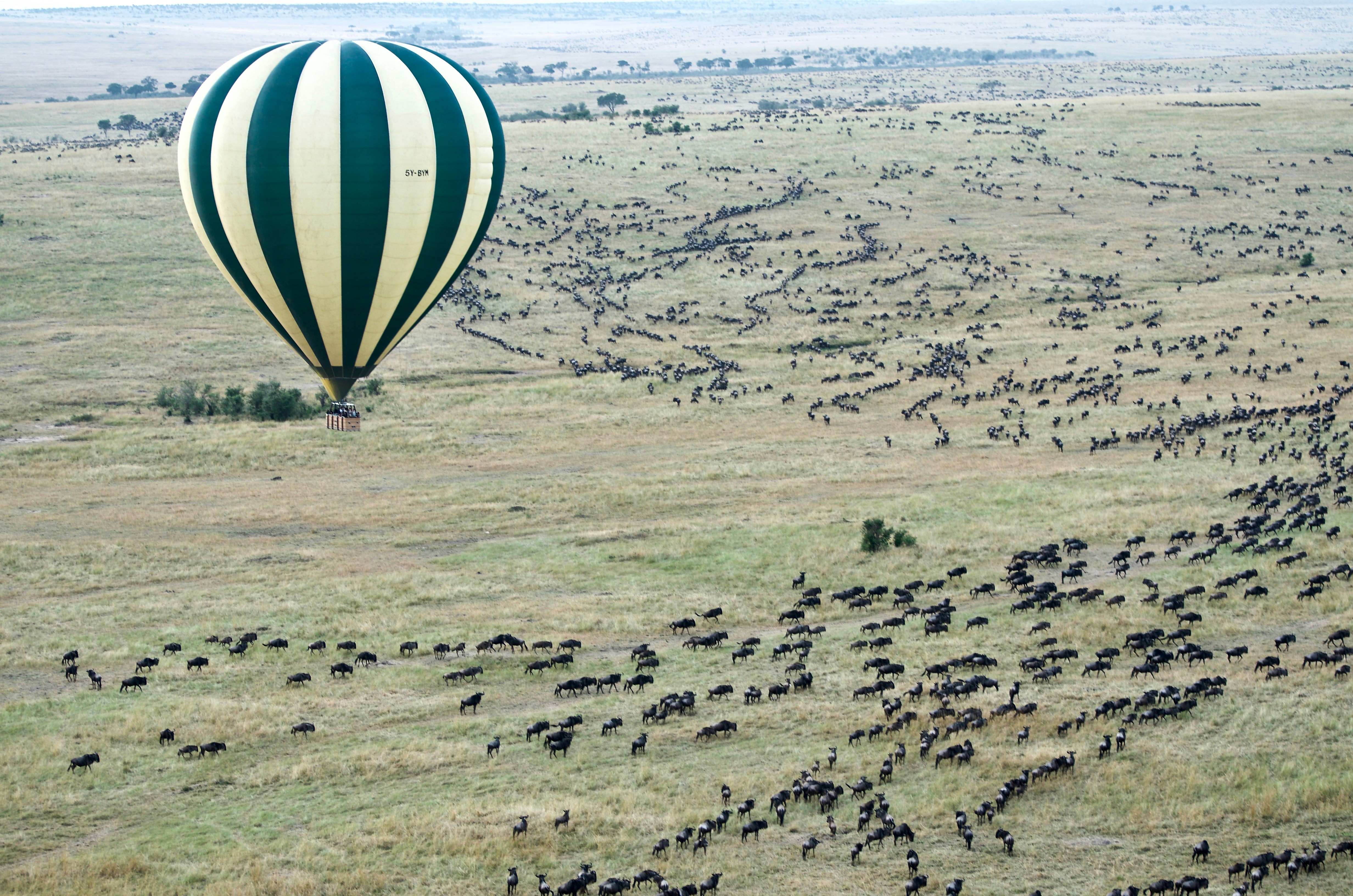 Day 3: Full-Day Game Drive in Serengeti