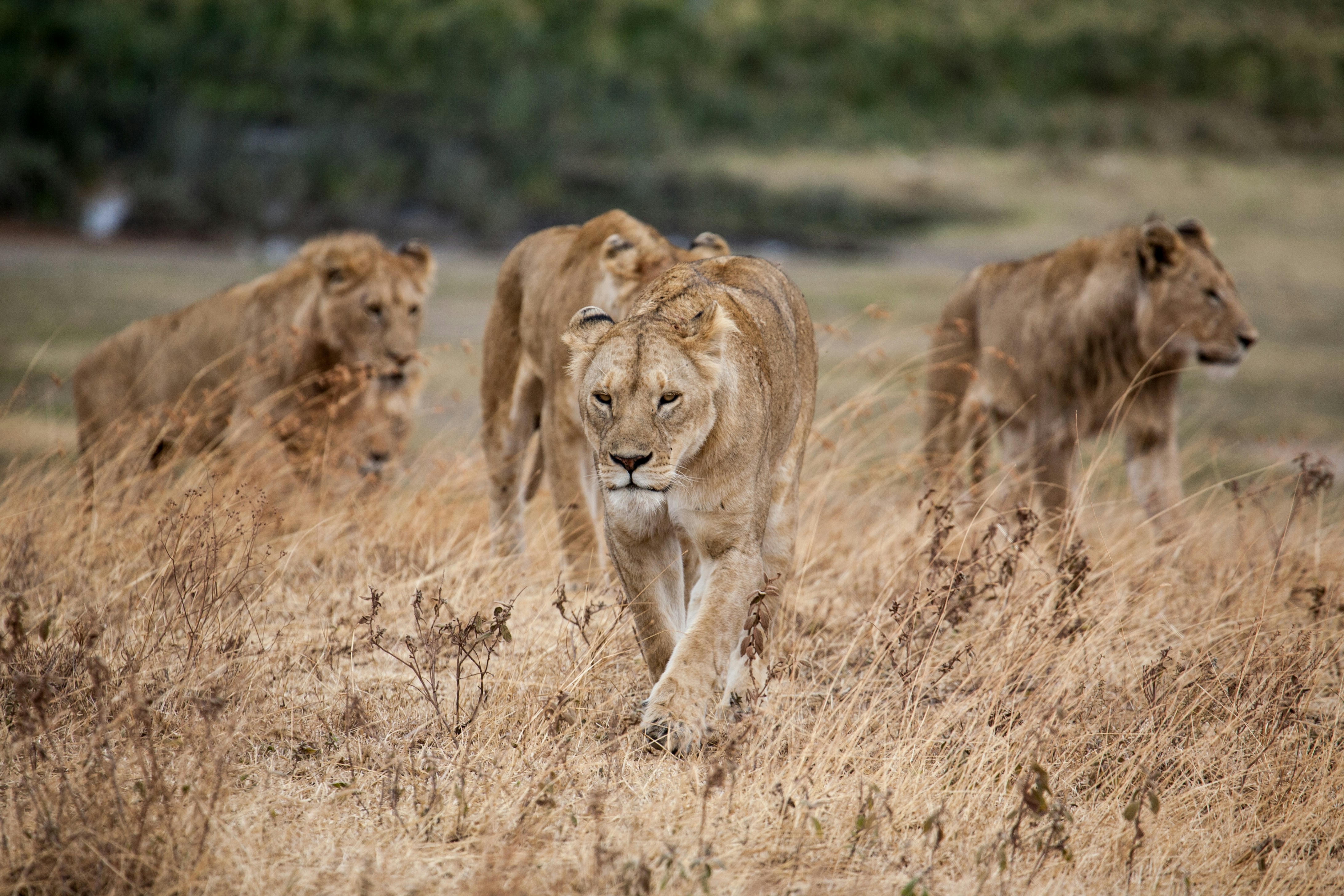 Day 4: Serengeti – Ngorongoro Conservation Area