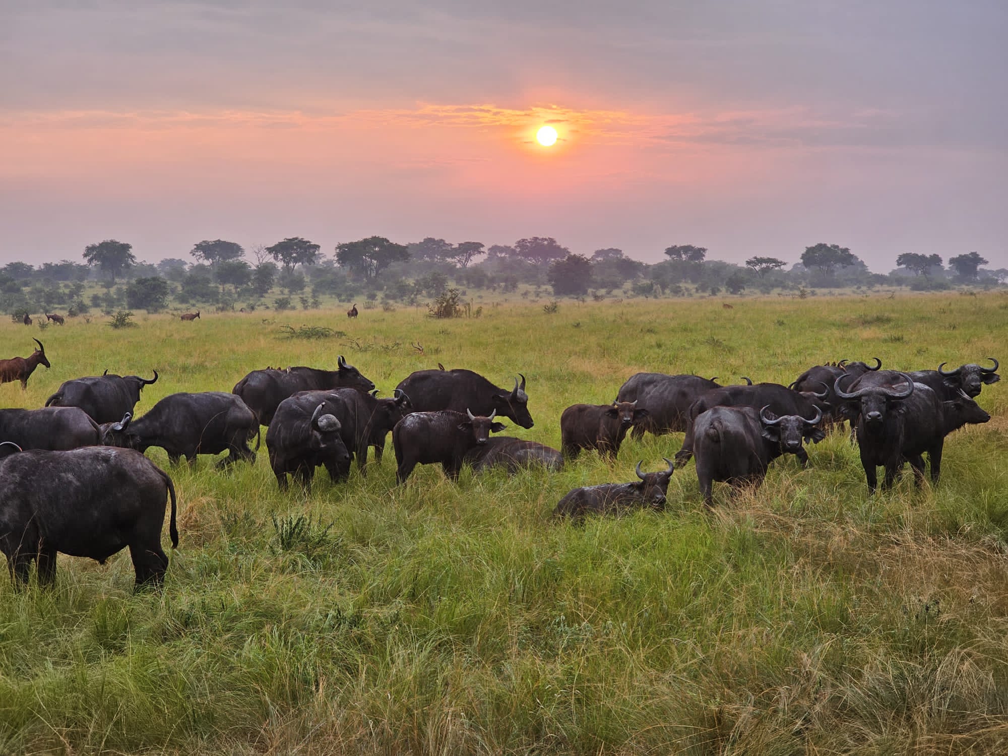 Day 4: Transfer to Queen Elizabeth National Park (Ishasha Sector)