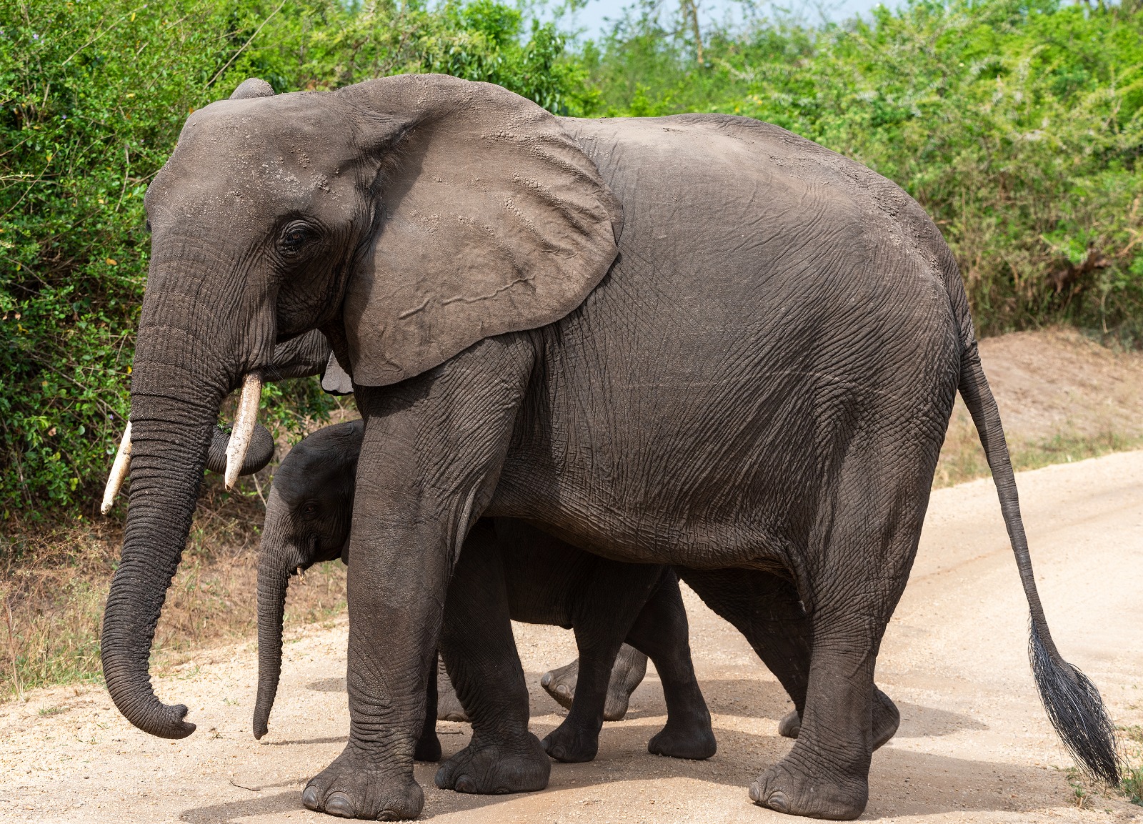 Day 5: Game Drive & transfer to Kibale Forest National Park