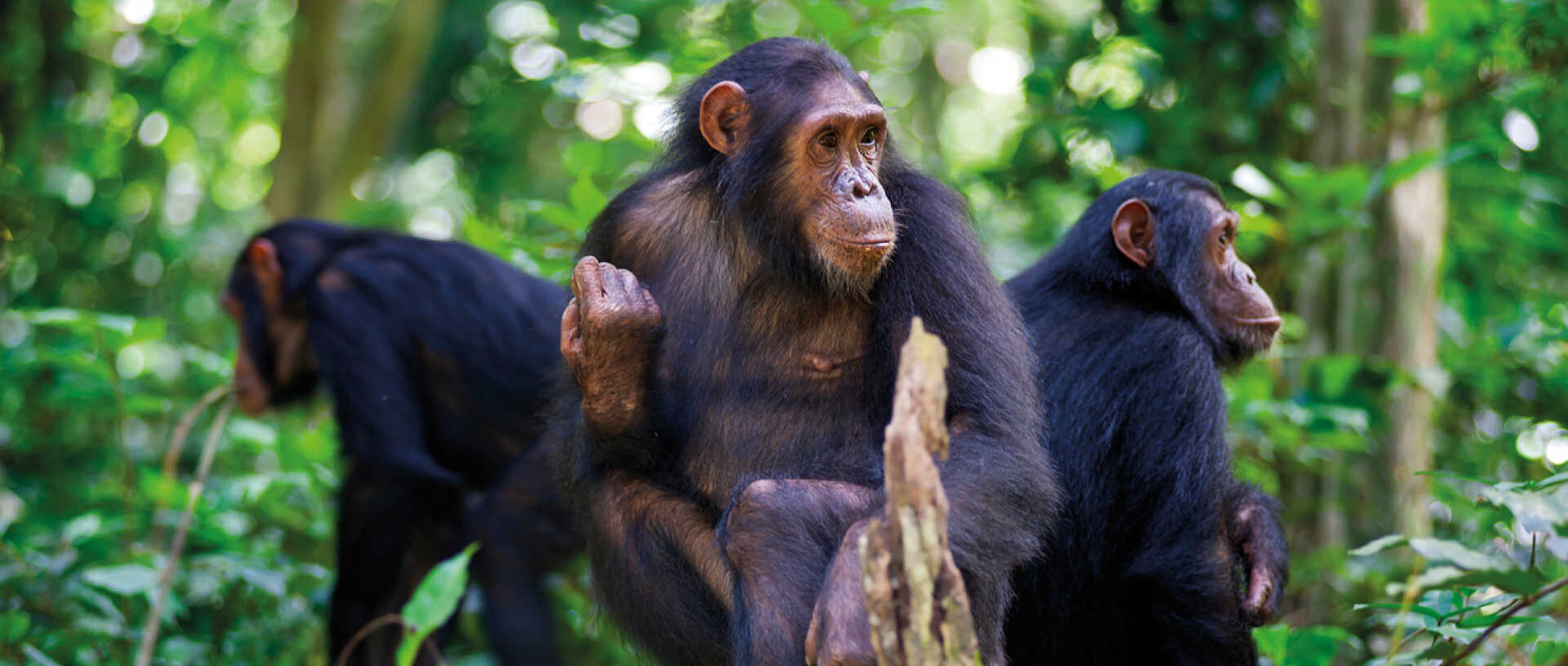 Day 6: Chimpanzee trekking in Kibale Forest National Park
