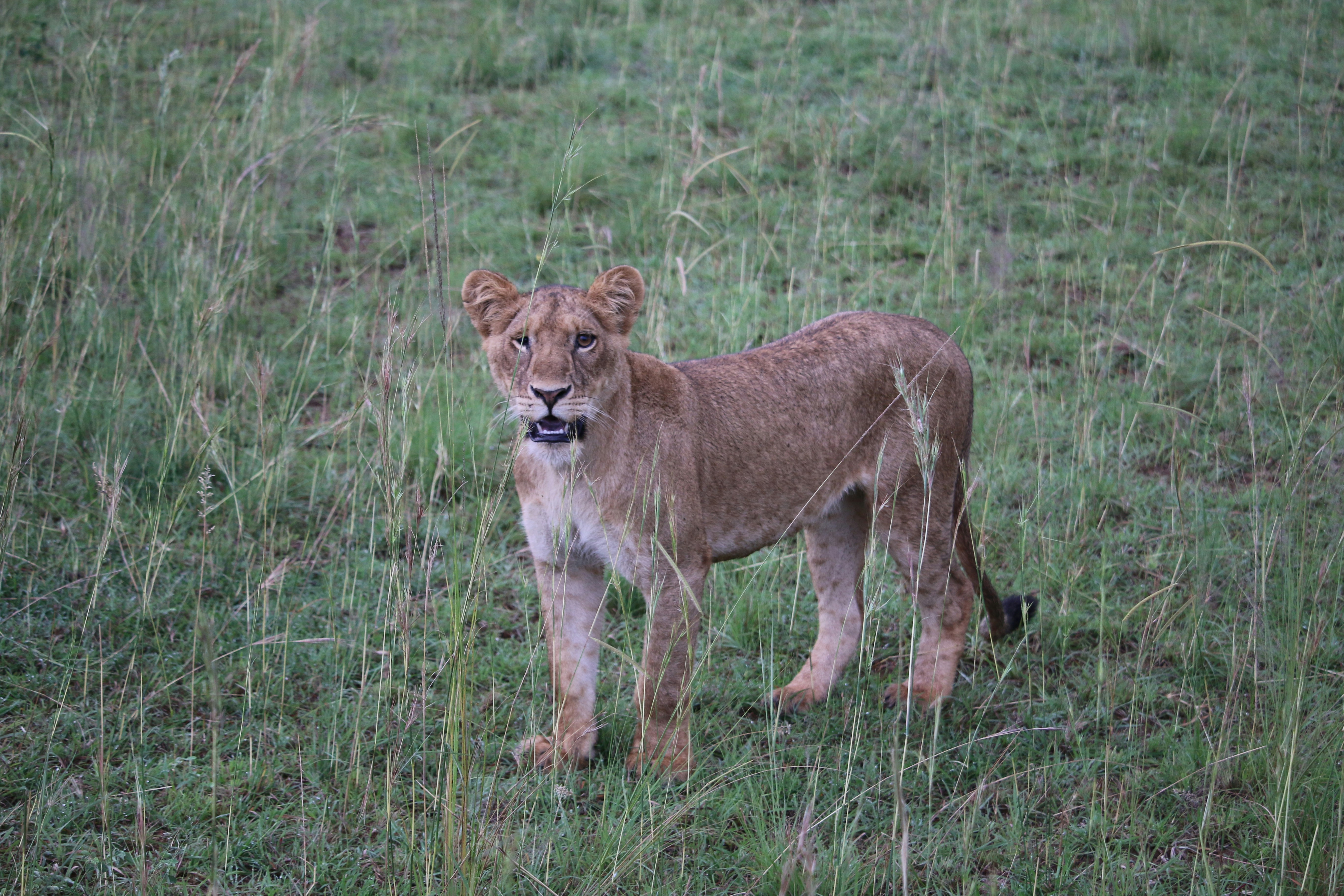 Day 8: Full day game drives in Murchison Falls National Park and Nile River boat trip