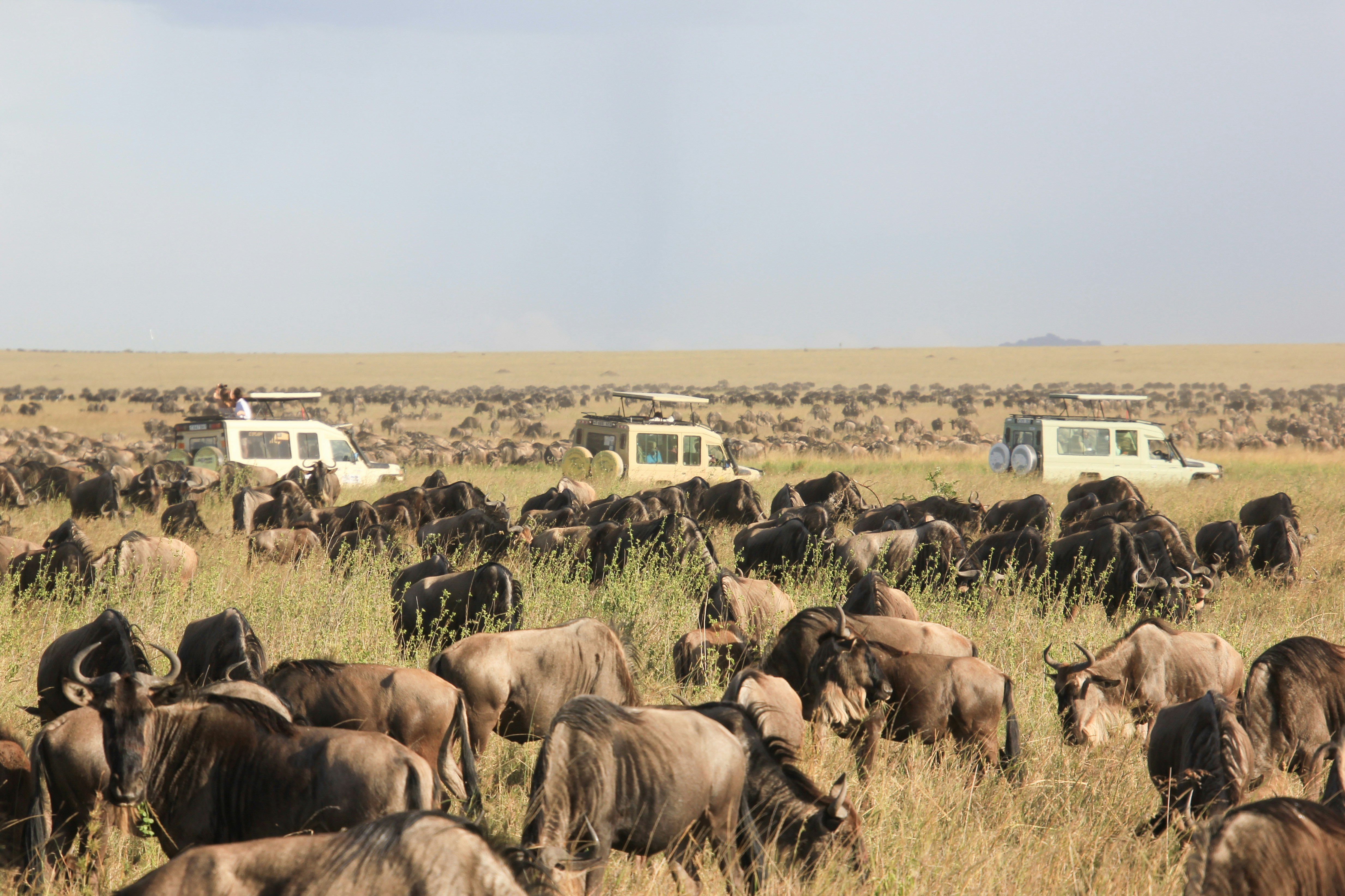 Day 2: Full-day Serengeti National Park (Ndutu)