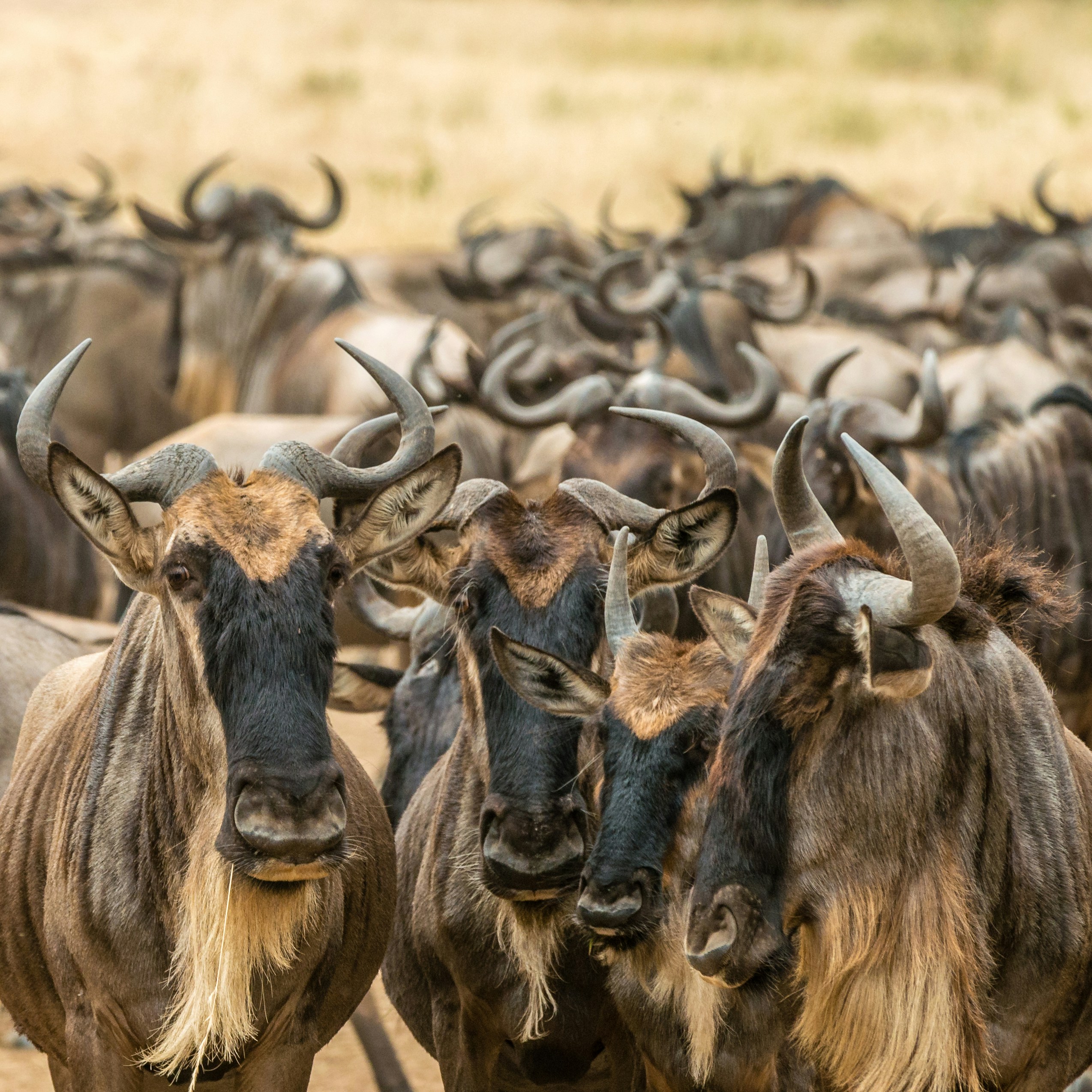Day 3: Full-Day Serengeti national Park (Central)