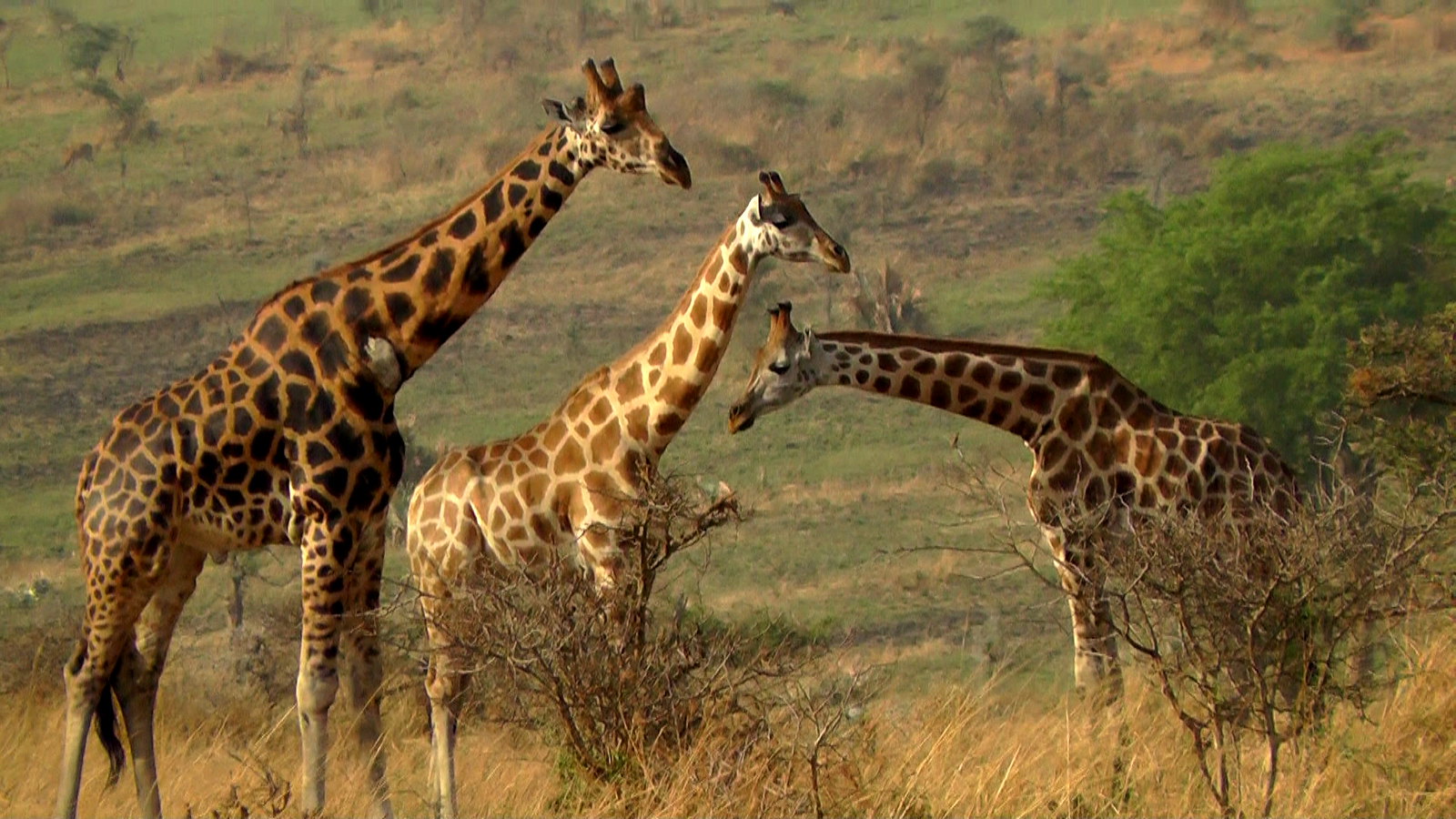 Day 3: Safari & Nile Cruise – Romance on the River