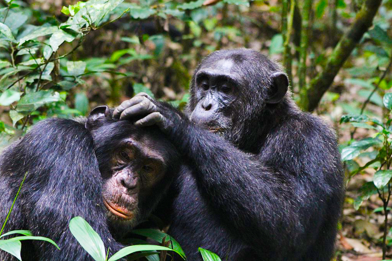 Day 4: Transfer to Kibale – The Forest of Chimpanzees