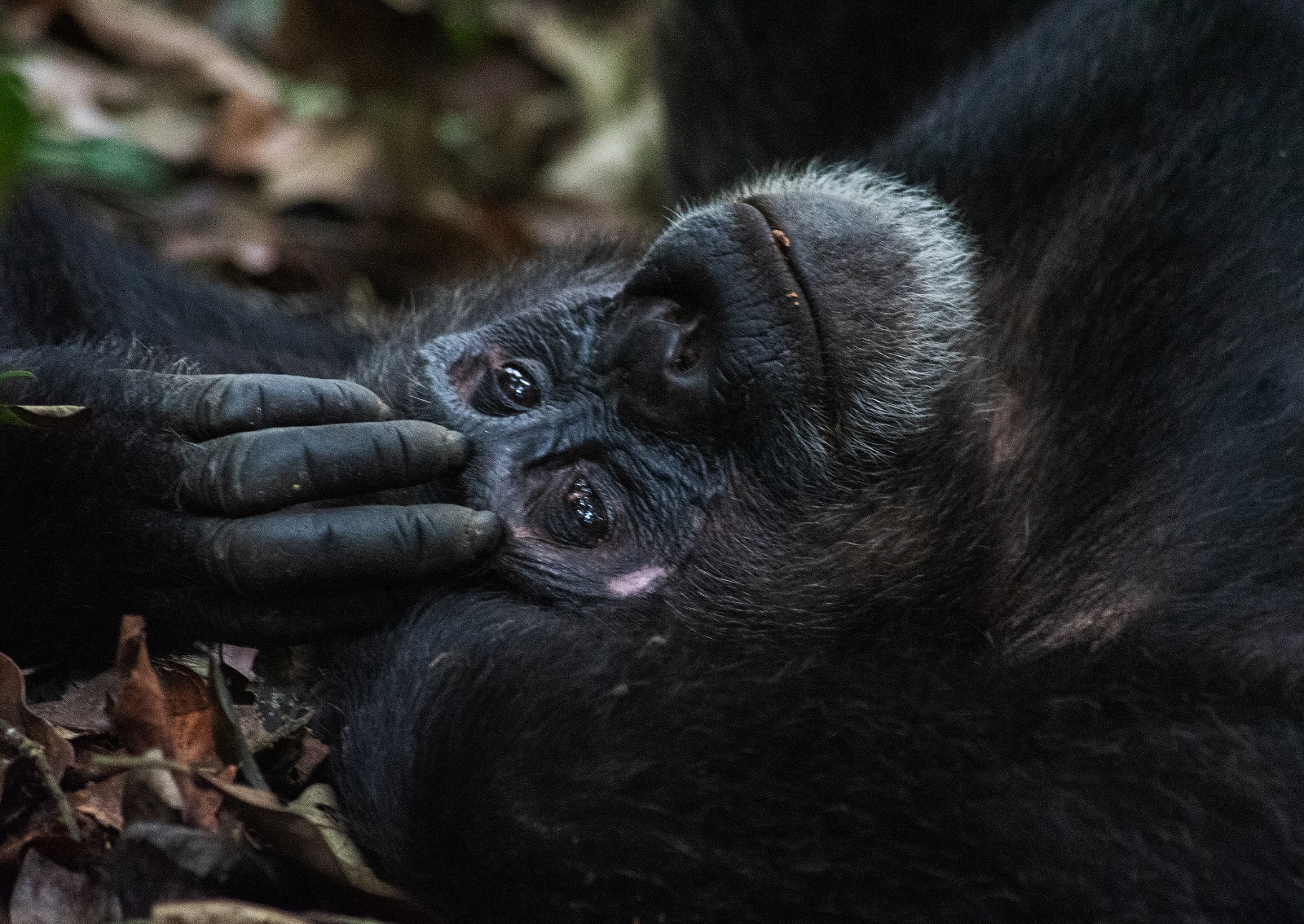 Day 5: Chimpanzee Trekking & Bigodi Walk