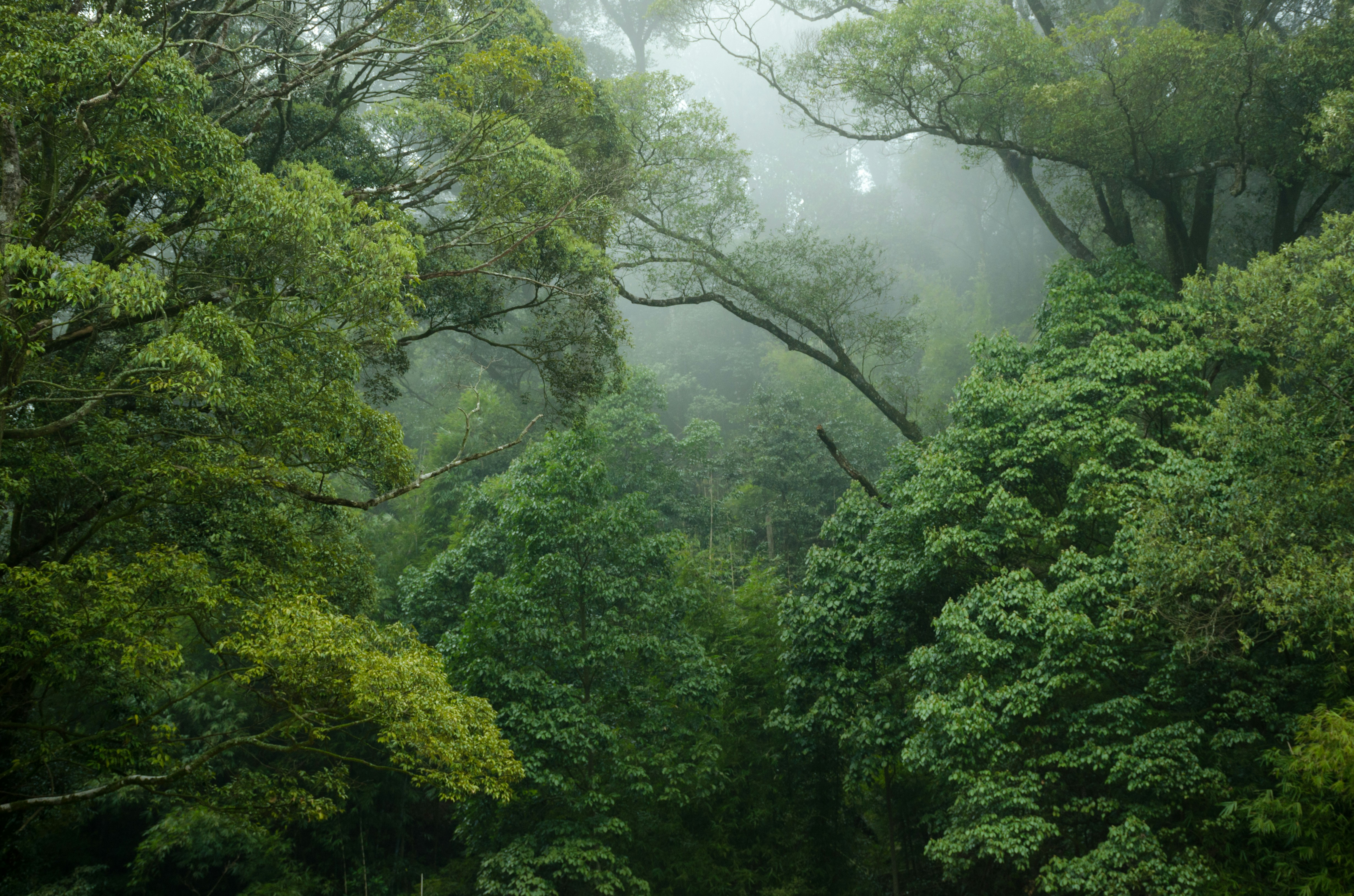 Day 8: Bwindi Impenetrable Forest – Into Gorilla Country