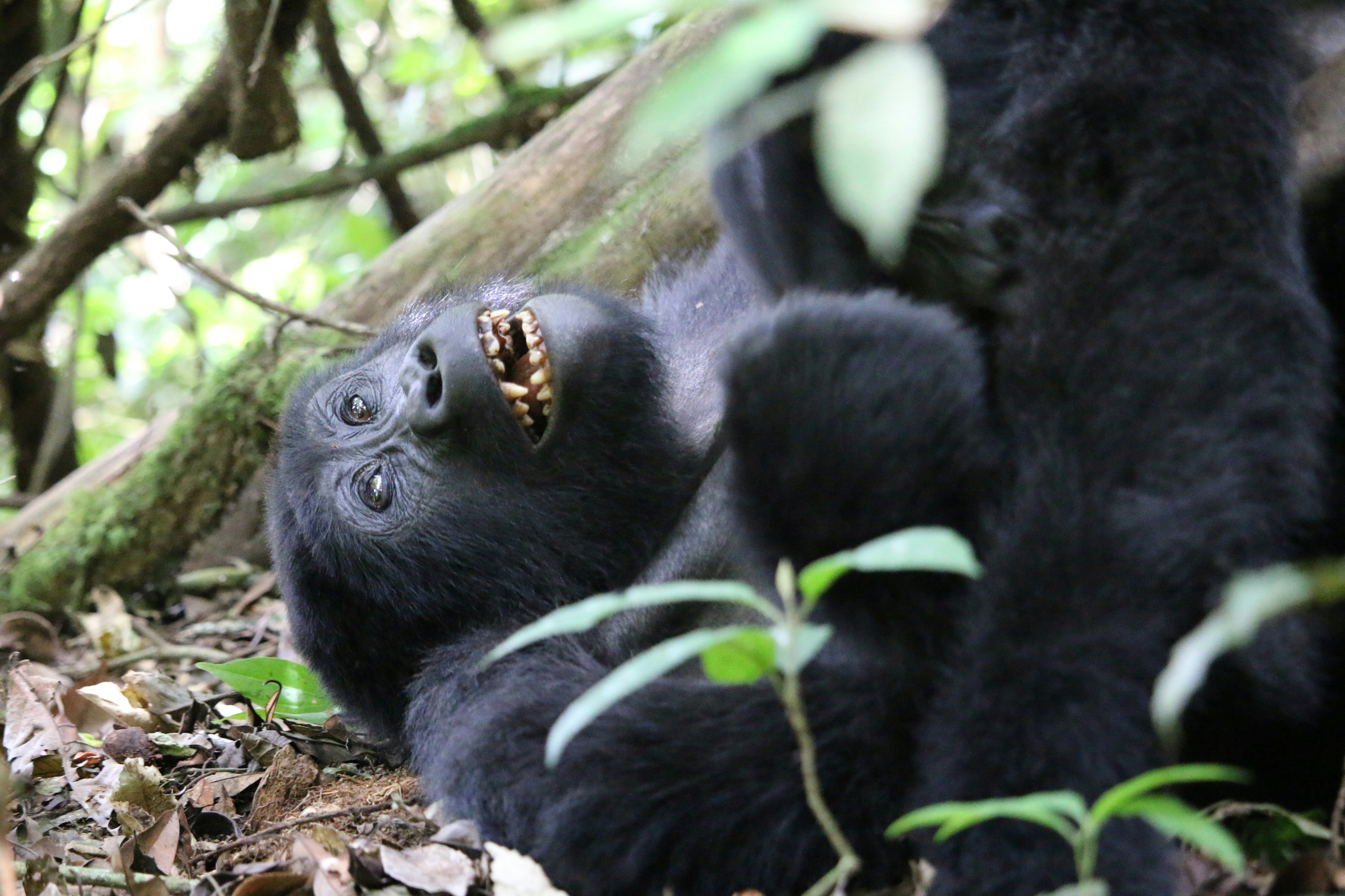 Day 9: Gorilla Trekking – Shared Wonder