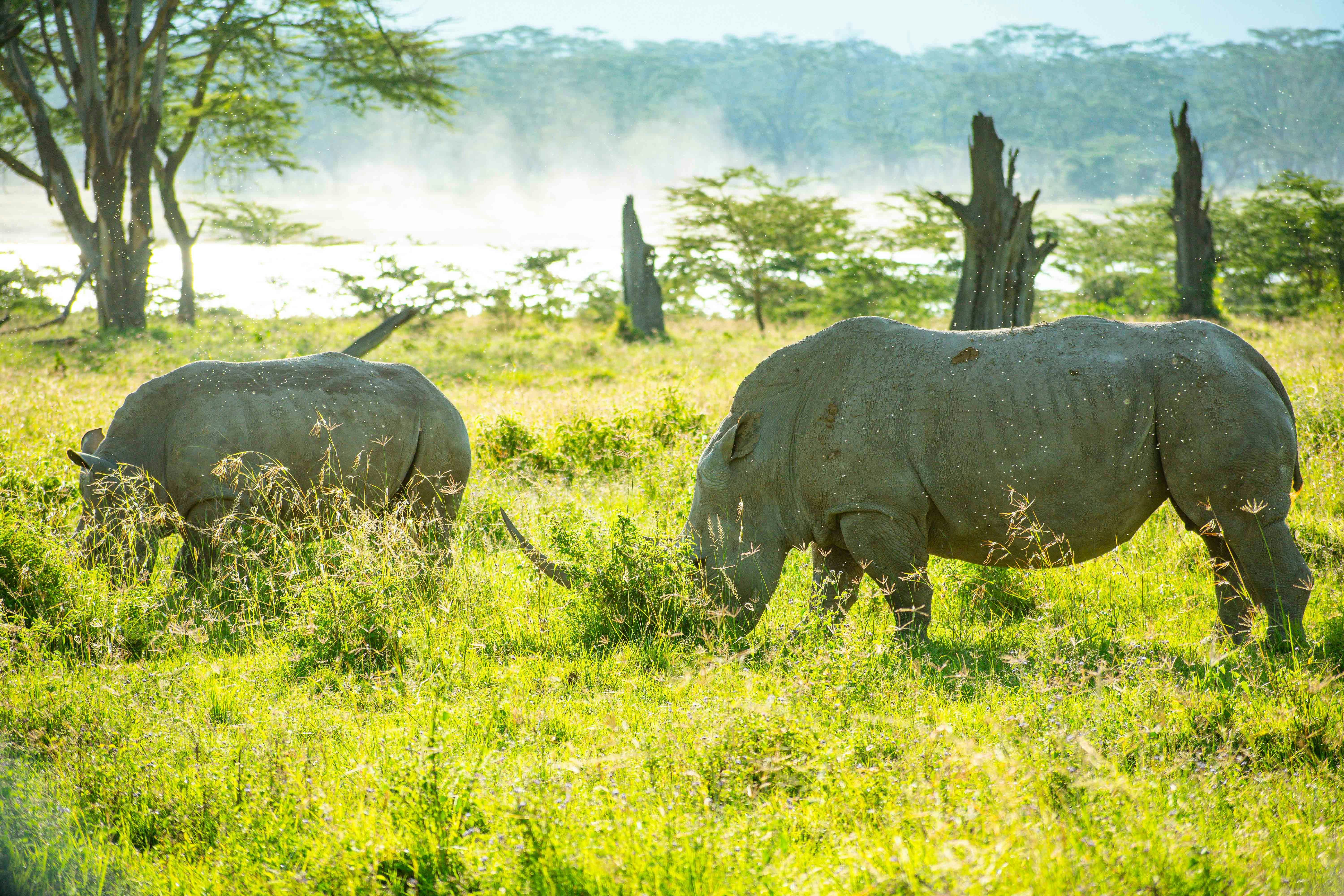 Day 2: Lake Nakuru – Masai Mara National Reserve