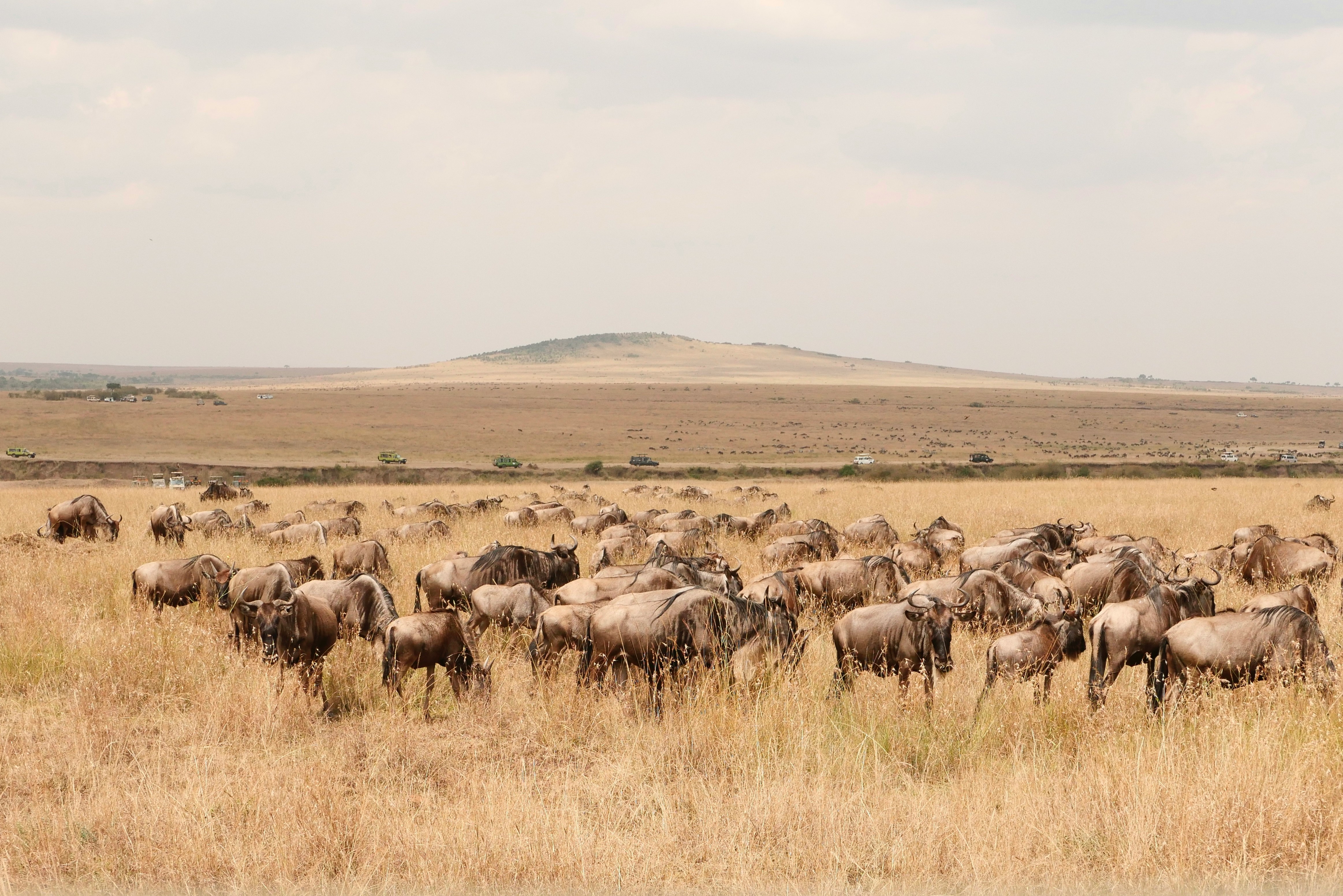 Day 3: Full-Day Game Drive in Masai Mara