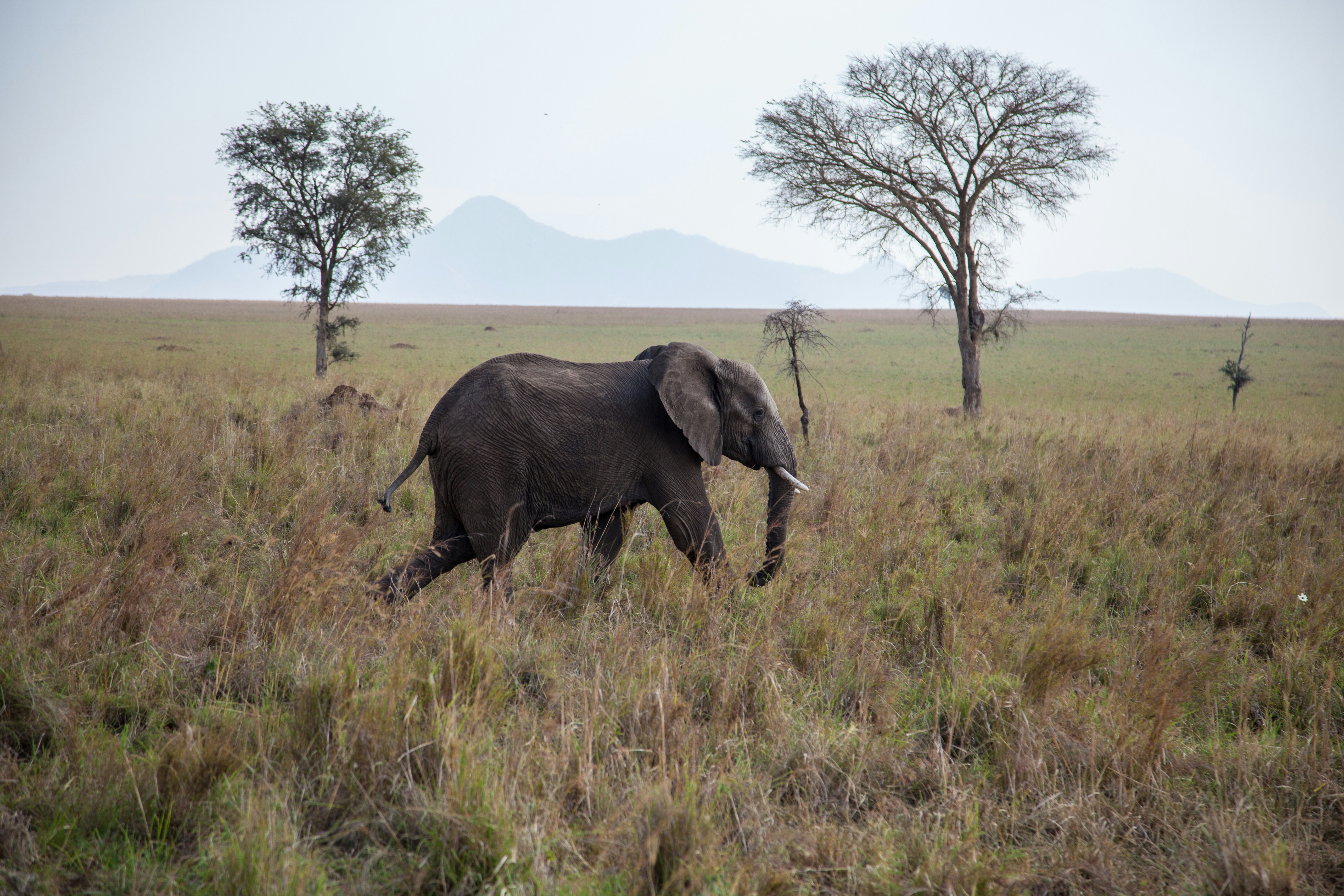 Day 1: Kampala to Kidepo Valley National Park a night in Gulu