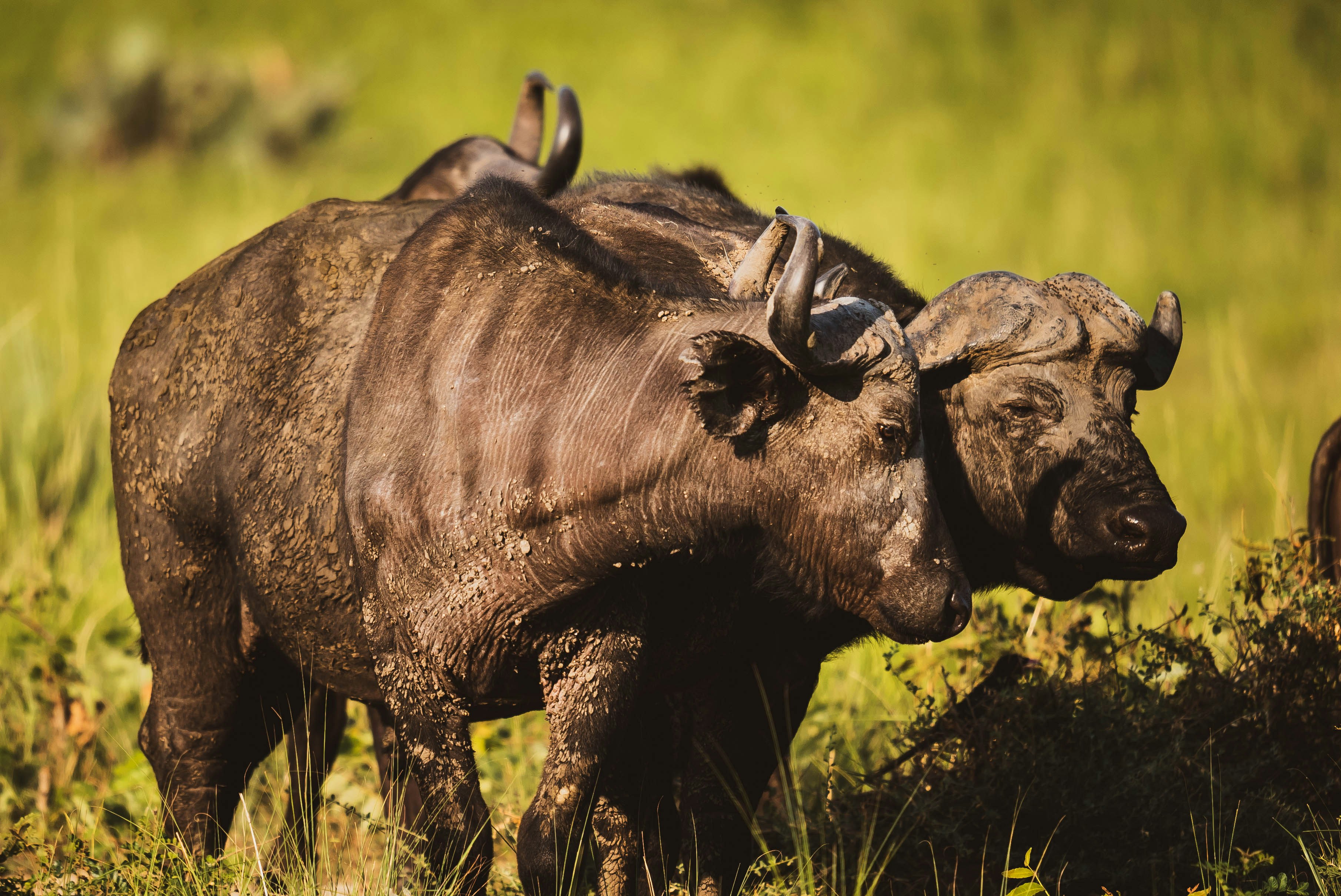 Day 2: Game drive in Narus Valley