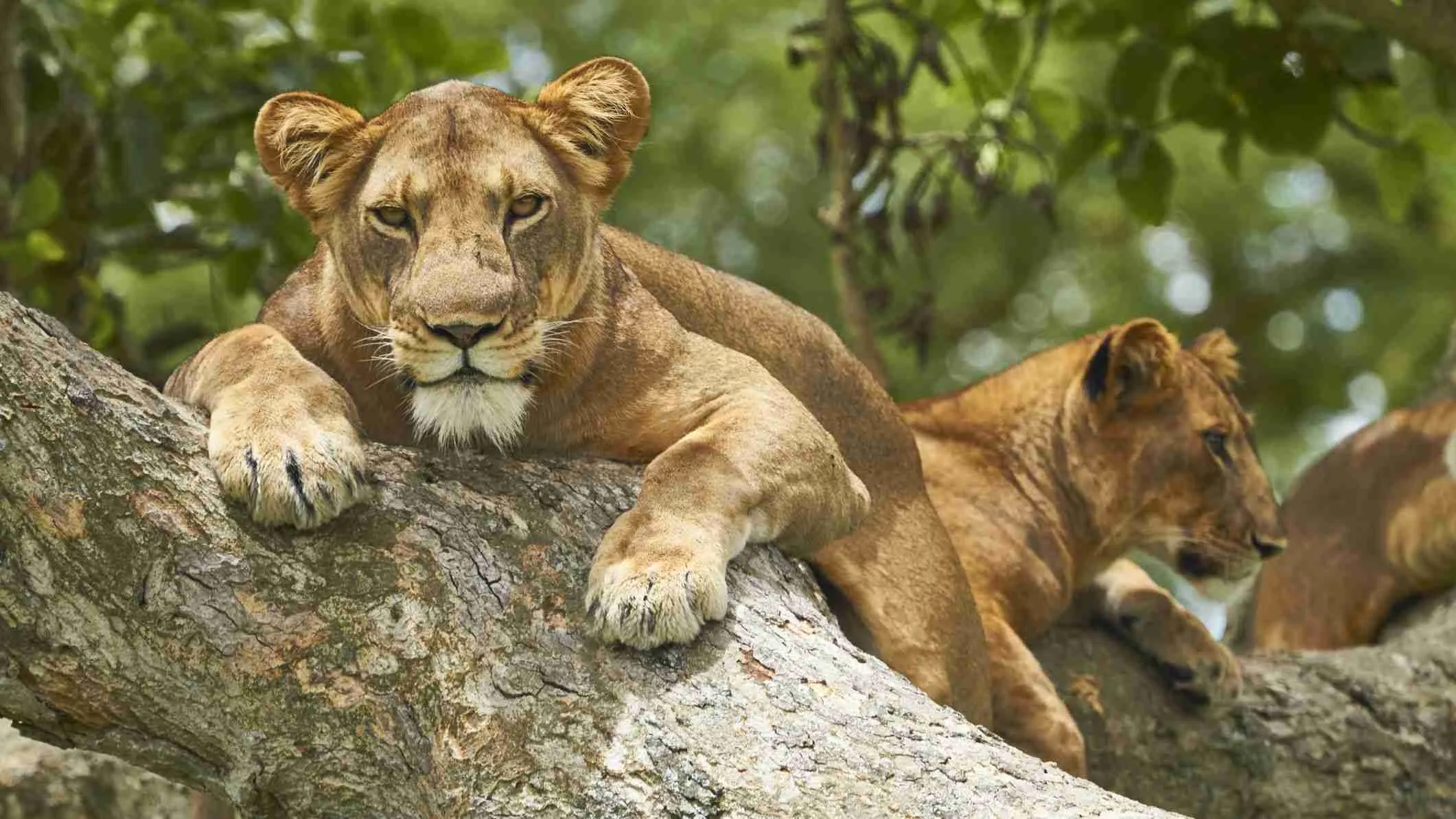 4-Day Queen Elizabeth National Park Safari– Explore the Heart of Uganda's Wilderness