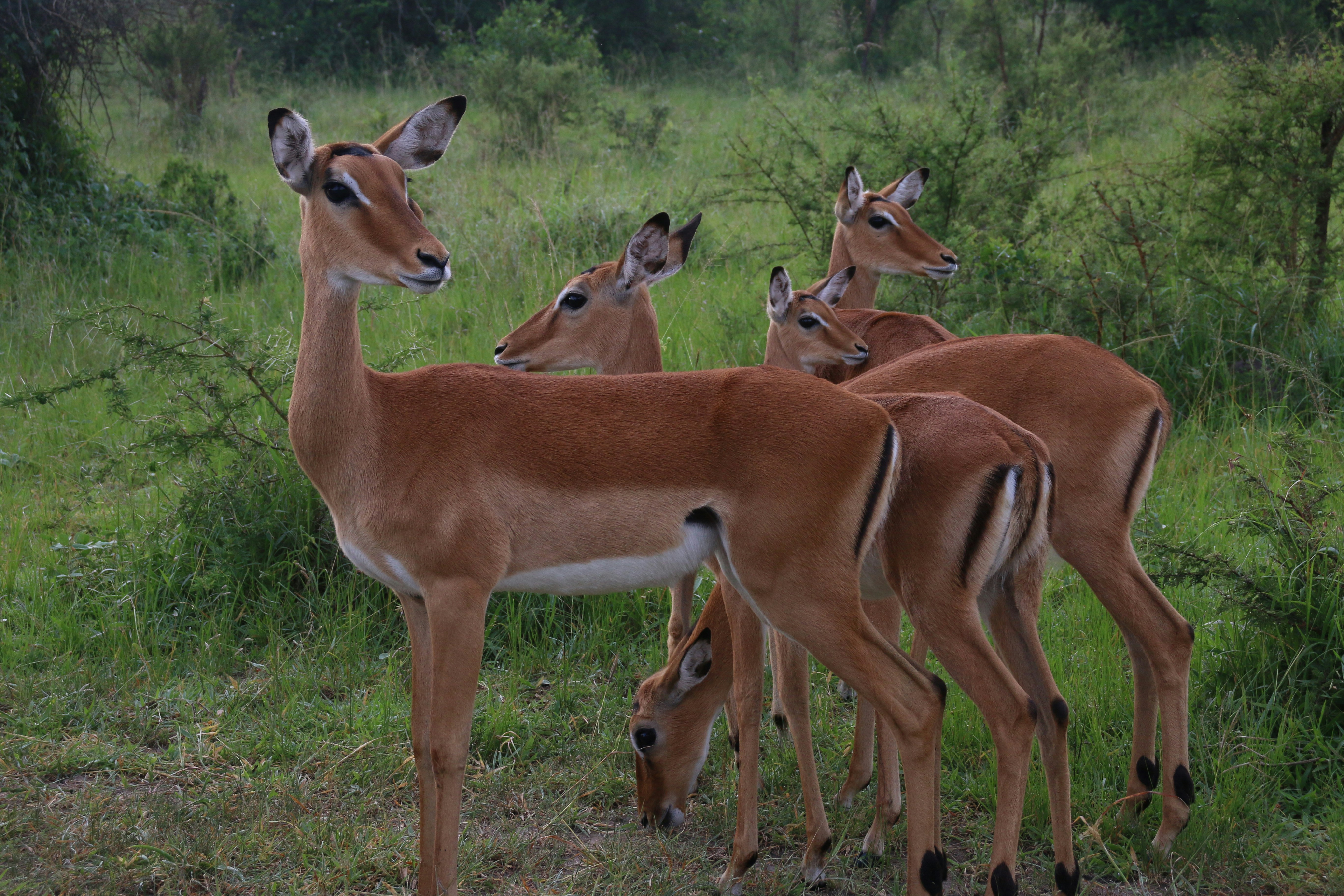 7-Lake Mburo, Queen Elizabeth and Primates Safari