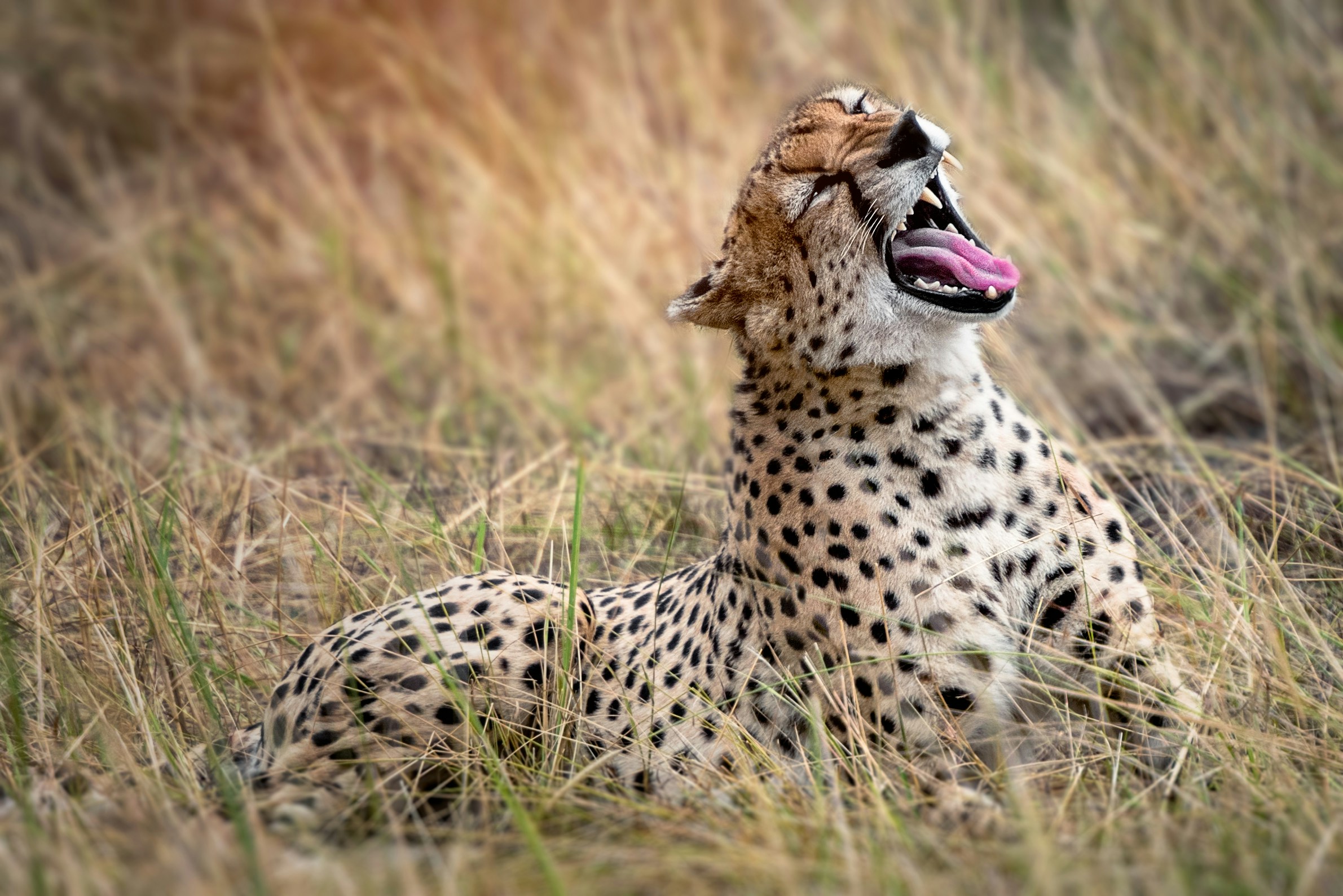 5-Day Classic Mid-range Tanzania Wildlife Safari
