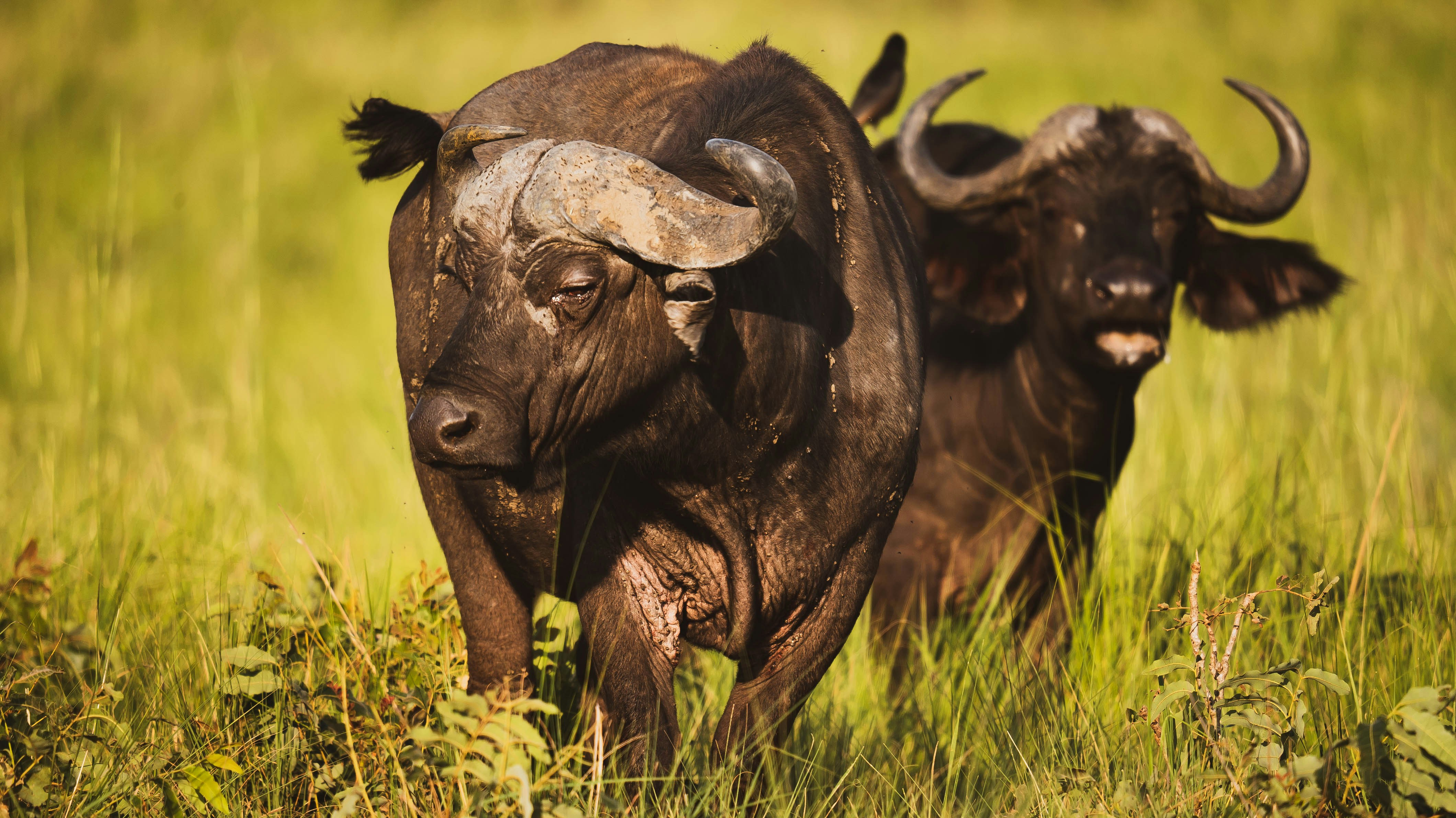 9-Day Uganda & Rwanda Safari Gorillas, Chimpanzees, Wildlife & Cultural Experience