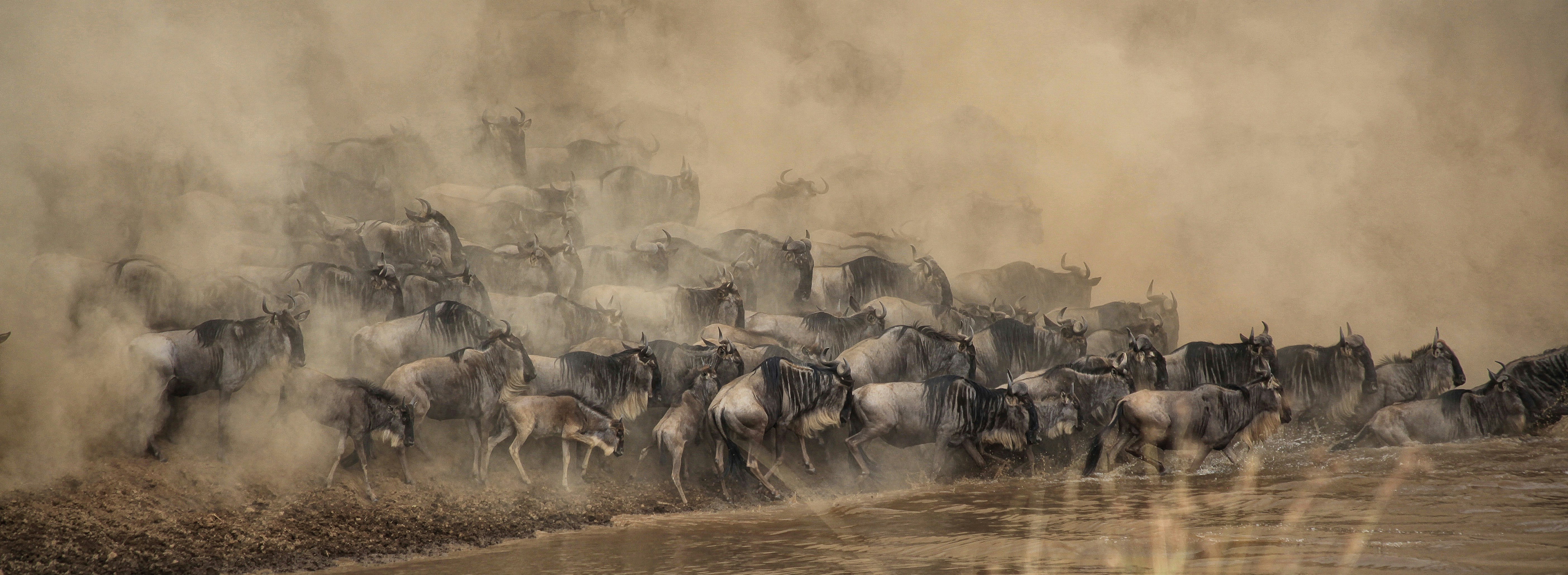 6 days Tanzania Great Migration Safari