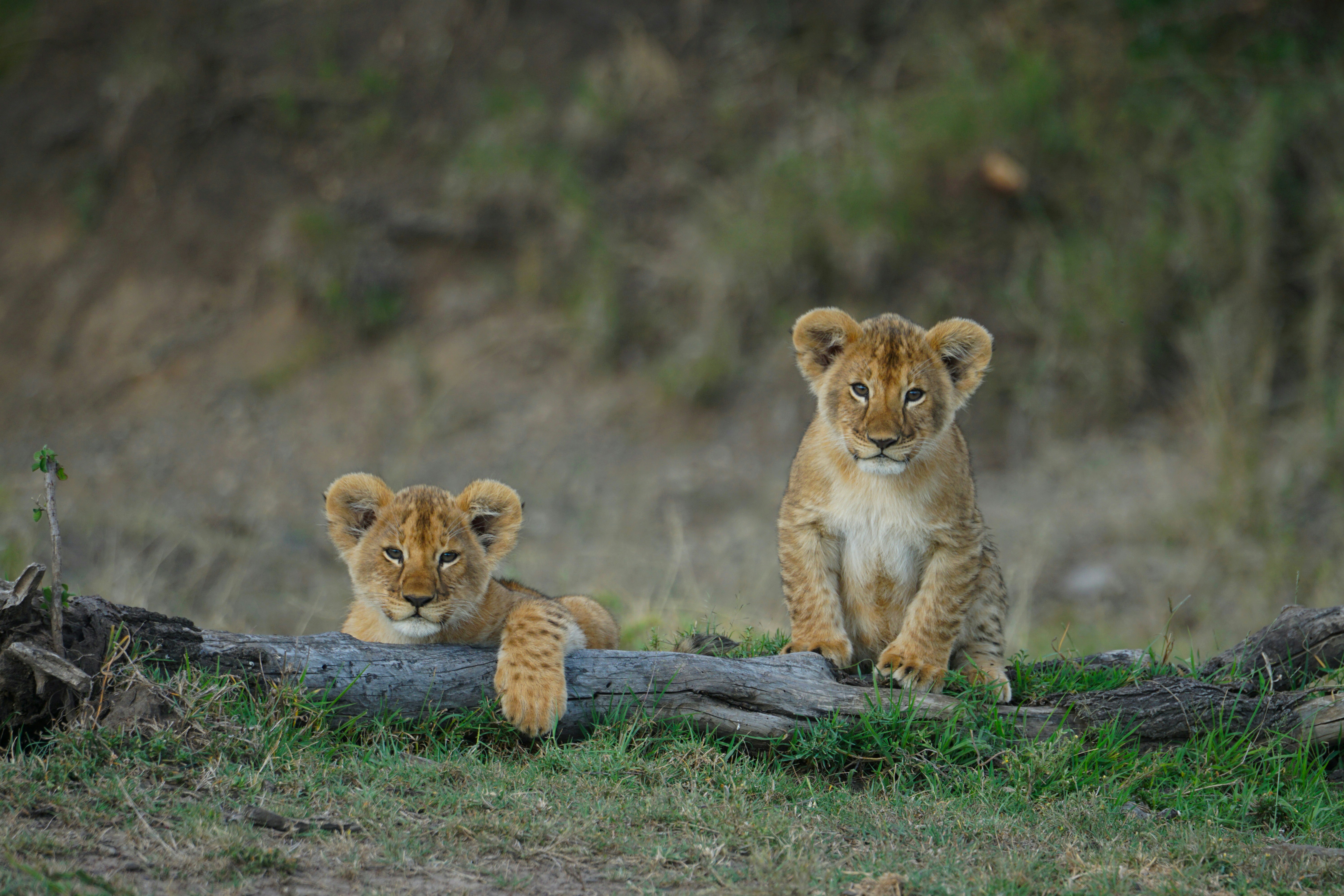 5-Day Exclusive Kenya Safari Maasai Mara, Lake Nakuru & Lake Naivasha